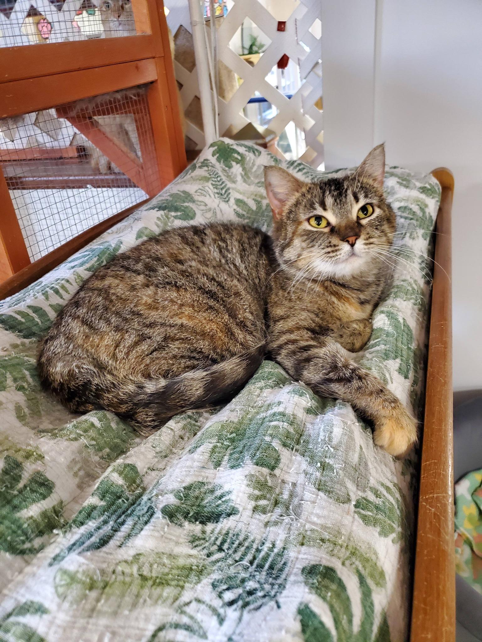 Tracy Chapman, Adoptable, Young Female Domestic Short Hair.