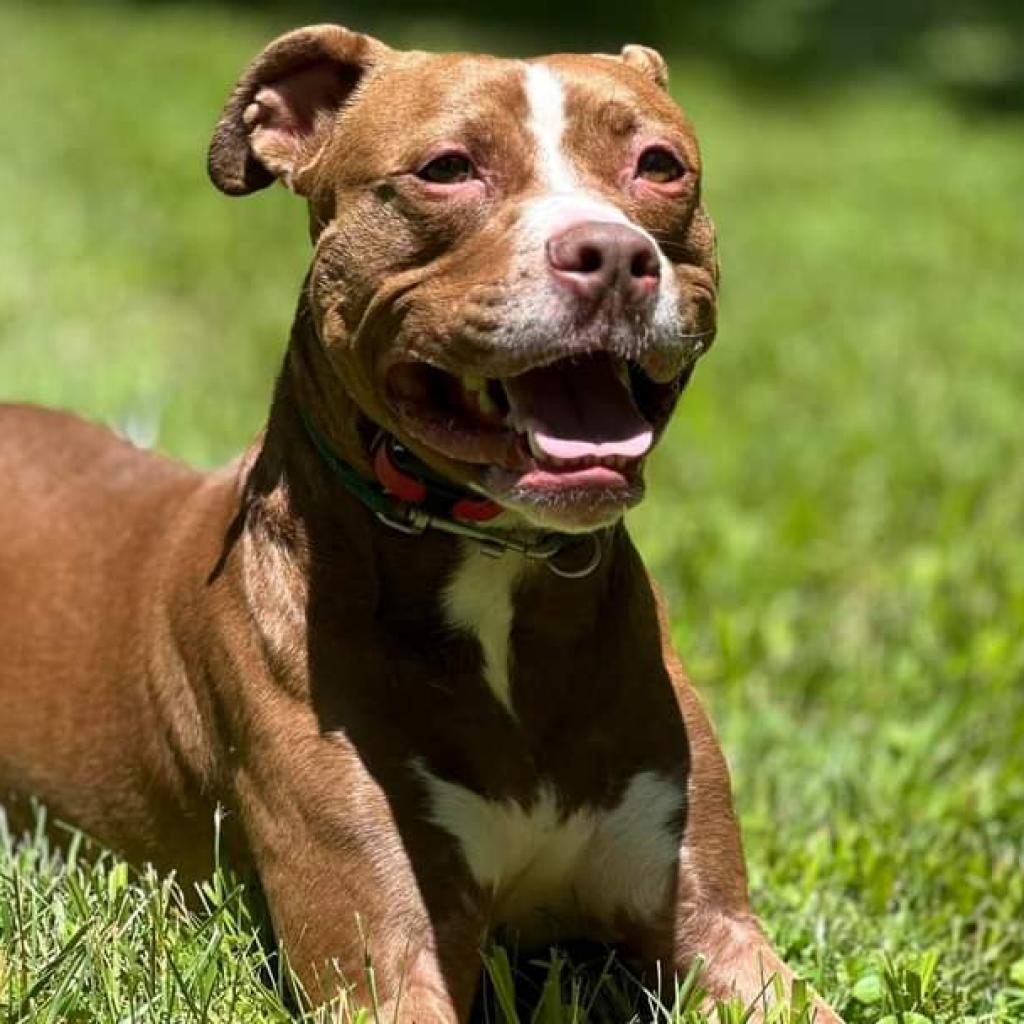 Enlarge Creed, a Adoptable mixed breed in Mooresville, IN image 1/5