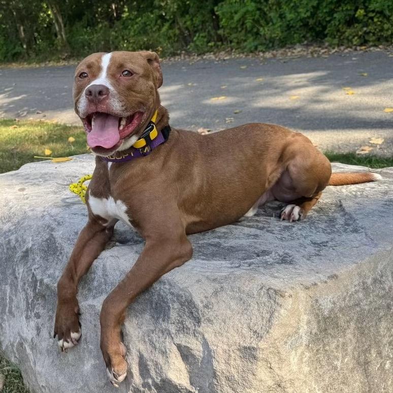 Creed, a Adoptable mixed breed in Mooresville, IN image 2/6