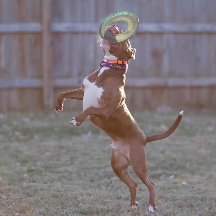 Enlarge Creed, a Adoptable mixed breed in Mooresville, IN image 3/5
