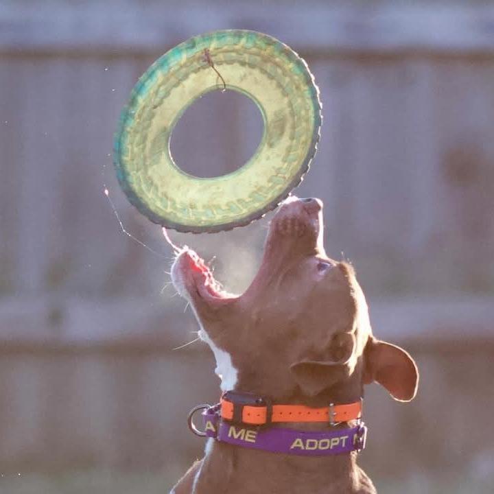 Enlarge Creed, a Adoptable mixed breed in Mooresville, IN image 5/5