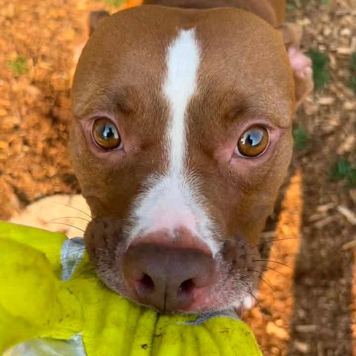Creed, a Adoptable mixed breed in Mooresville, IN image 6/6
