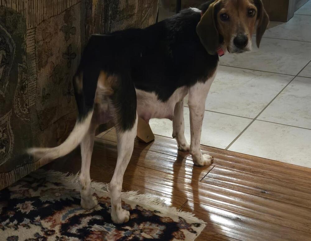 Mama Mia - Fostered in Omaha, a Adoptable Beagle in Shawnee Mission, KS image 1/4