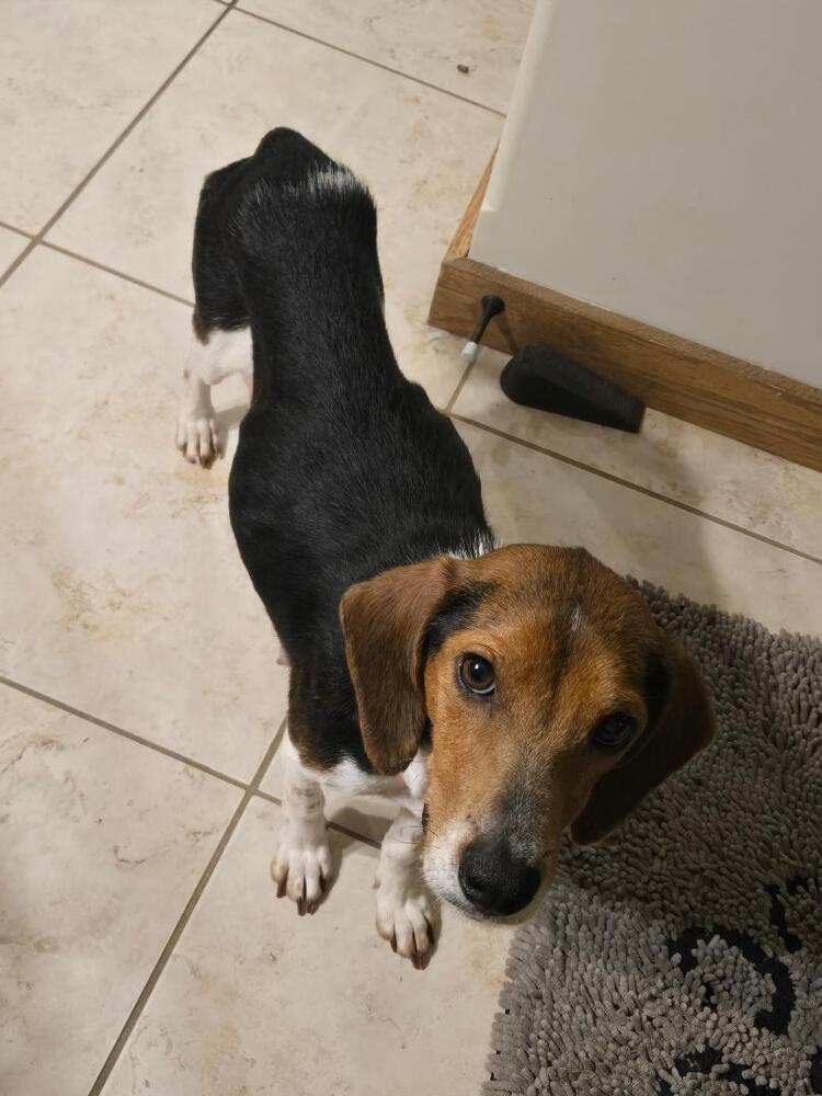 Mama Mia - Fostered in Omaha, a Adoptable Beagle in Shawnee Mission, KS image 2/4