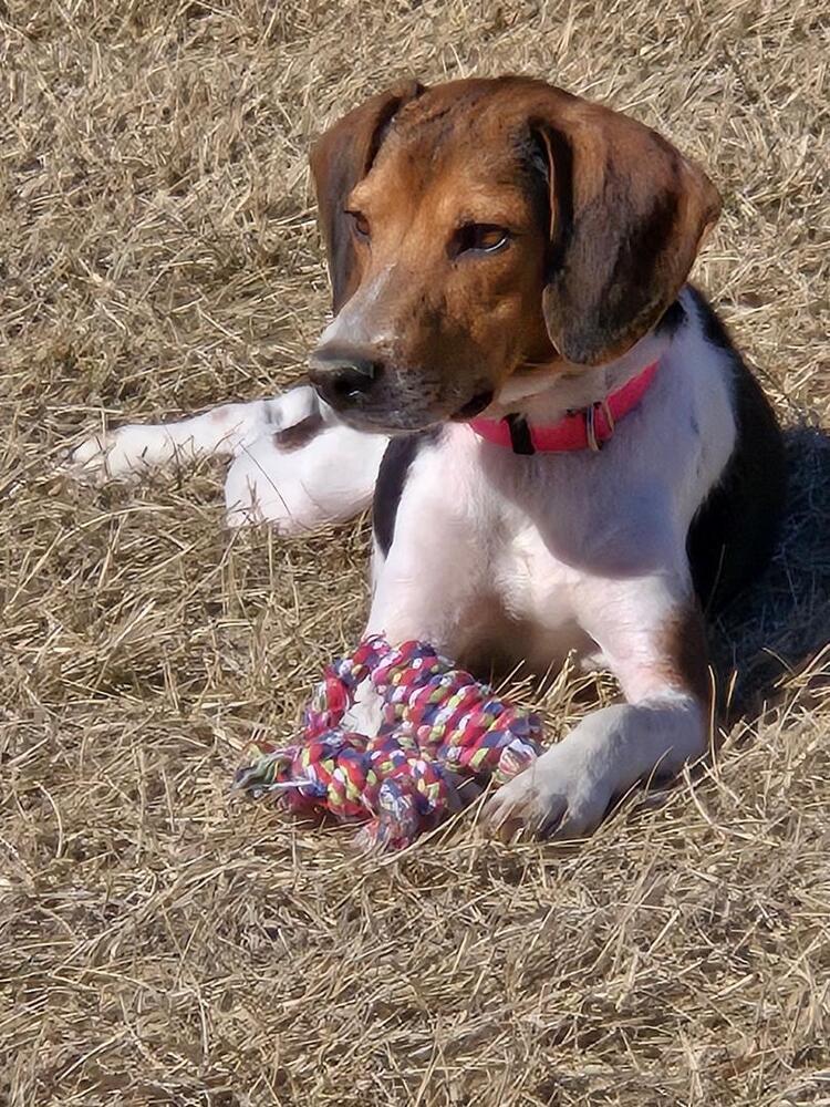 Mama Mia - Fostered in Omaha, a Adoptable Beagle in Shawnee Mission, KS image 3/4