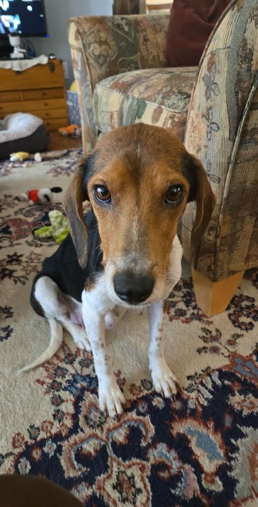 Mama Mia - Fostered in Omaha, a Adoptable Beagle in Shawnee Mission, KS image 4/4