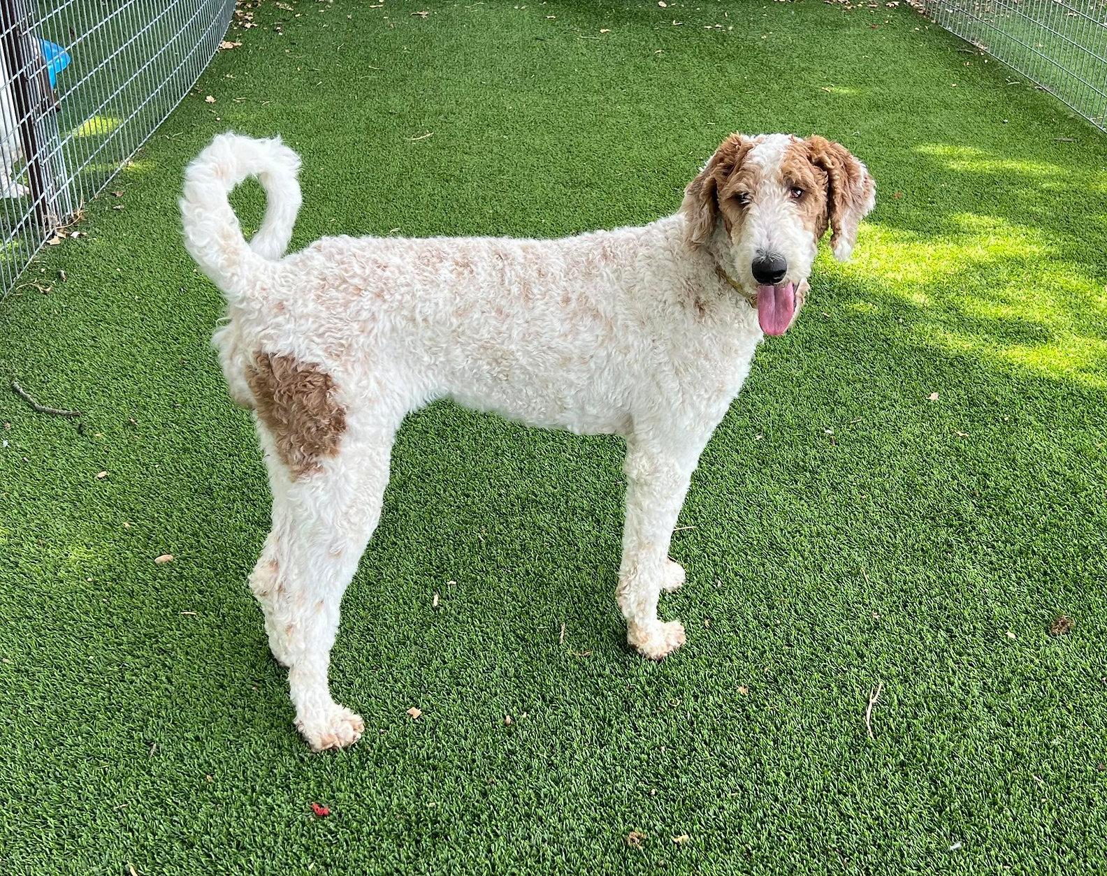 Enlarge Lucy, a Adoptable mixed breed in Granbury, TX image 1/1