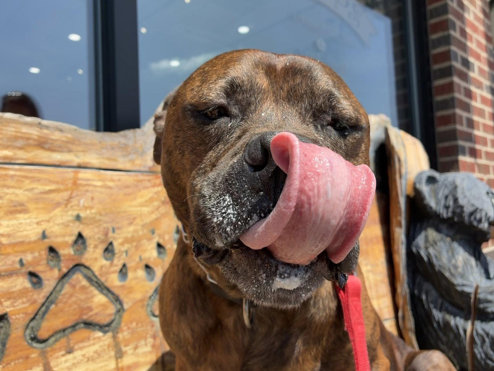 Magnum, Adoptable, Senior Male Pit Bull Terrier.