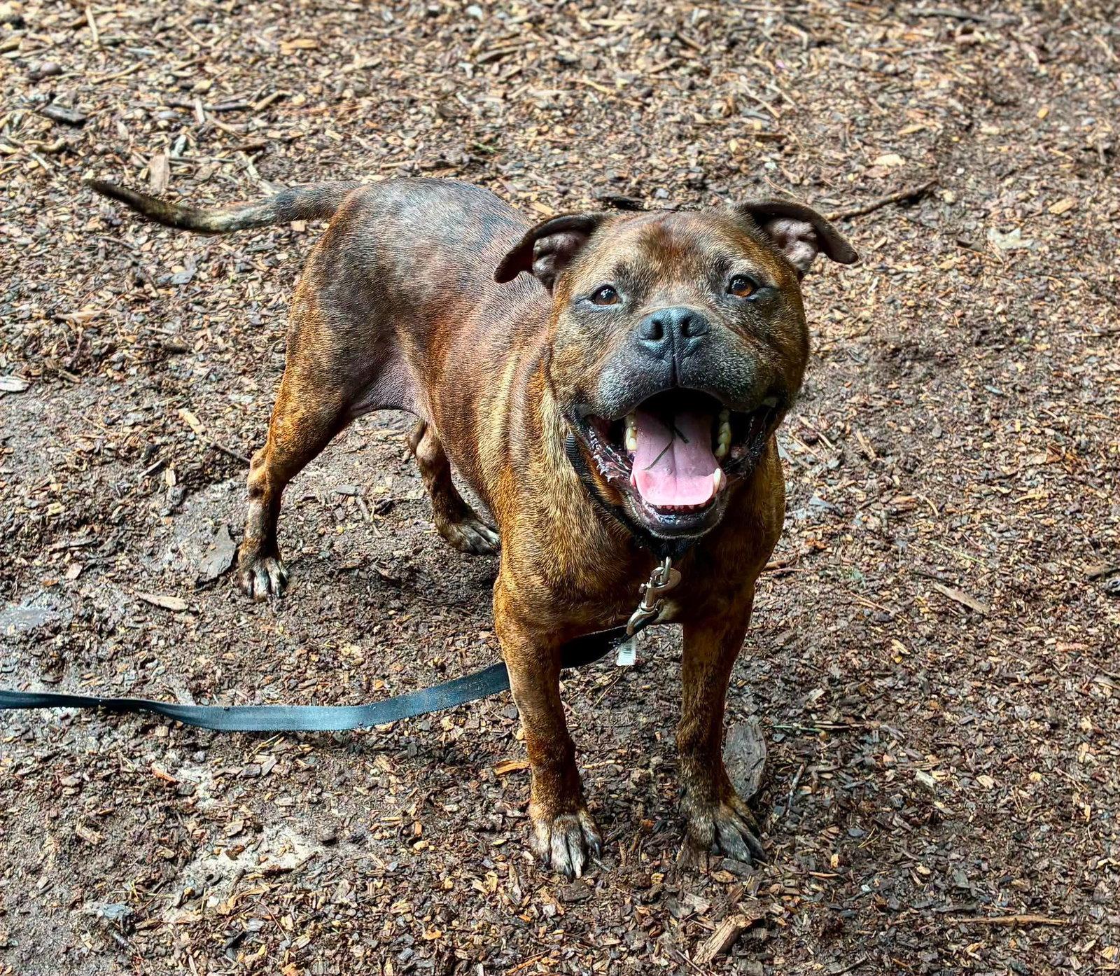 Enlarge Magnum, a Adoptable Pit Bull Terrier in Clarkesville, GA image 2/3