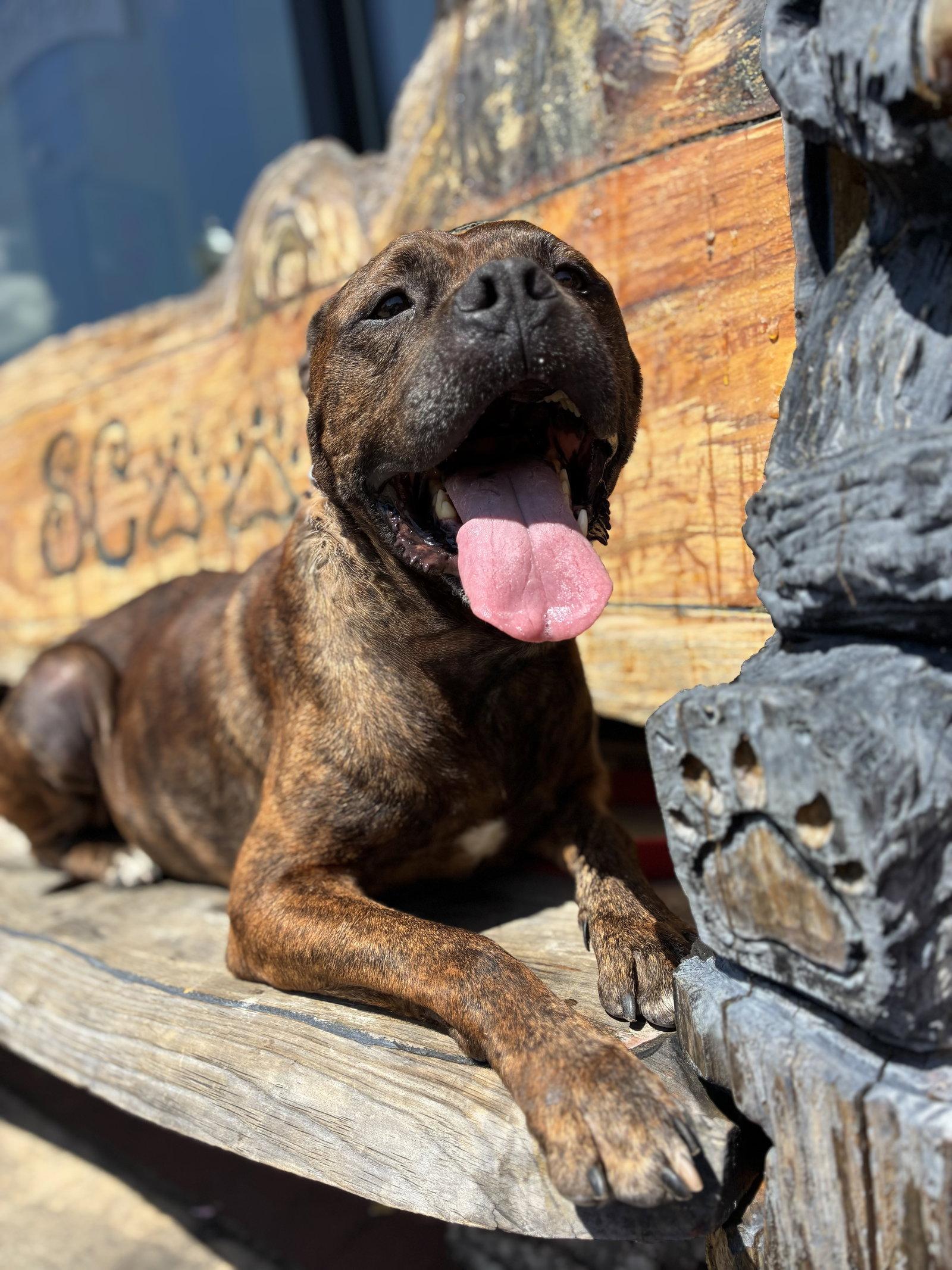 Enlarge Magnum, a Adoptable Pit Bull Terrier in Clarkesville, GA image 3/3