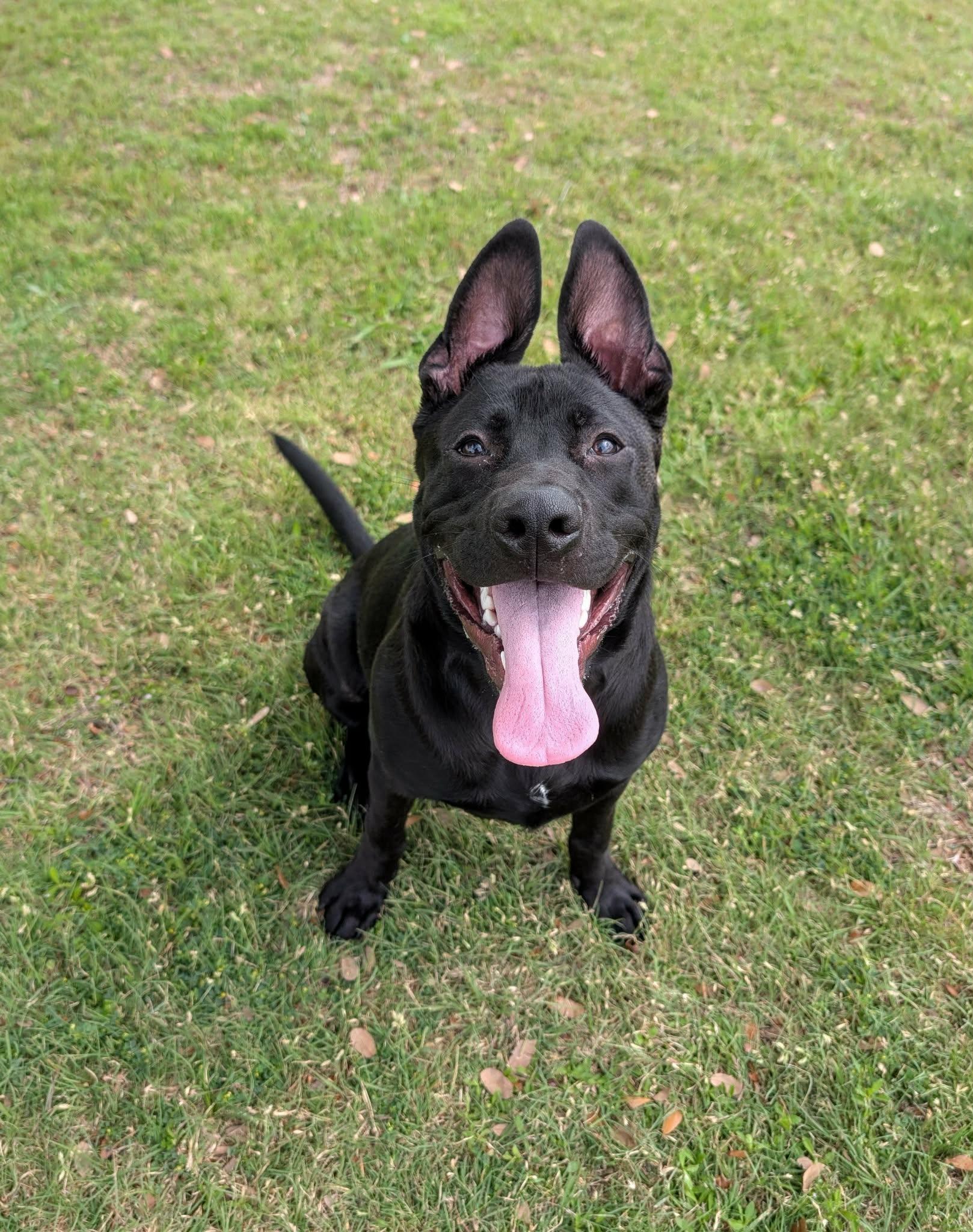 Ho-Bo, a ADOPTABLE mixed breed in Cleburne, TX image 2/3