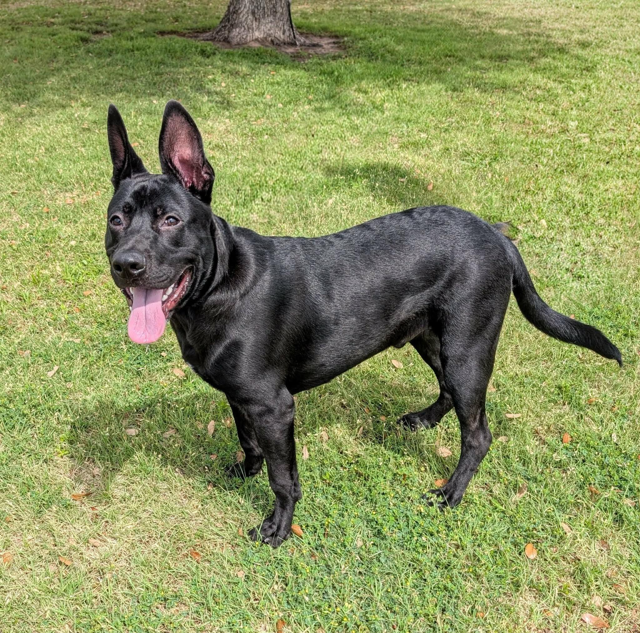 Ho-Bo, a ADOPTABLE mixed breed in Cleburne, TX image 1/3