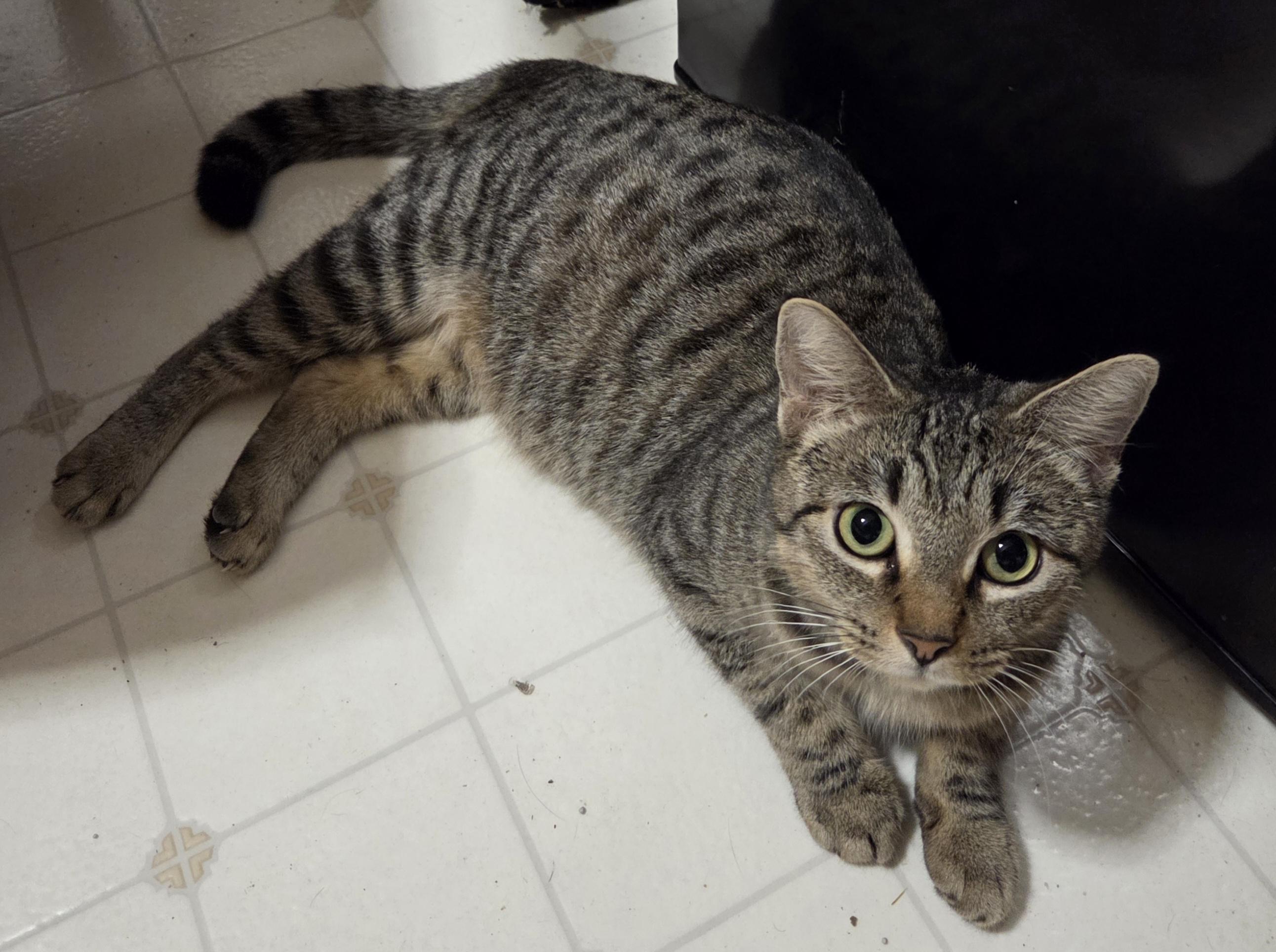 Holiday, a Adoptable Domestic Short Hair in Fort Collins, CO image 2/6