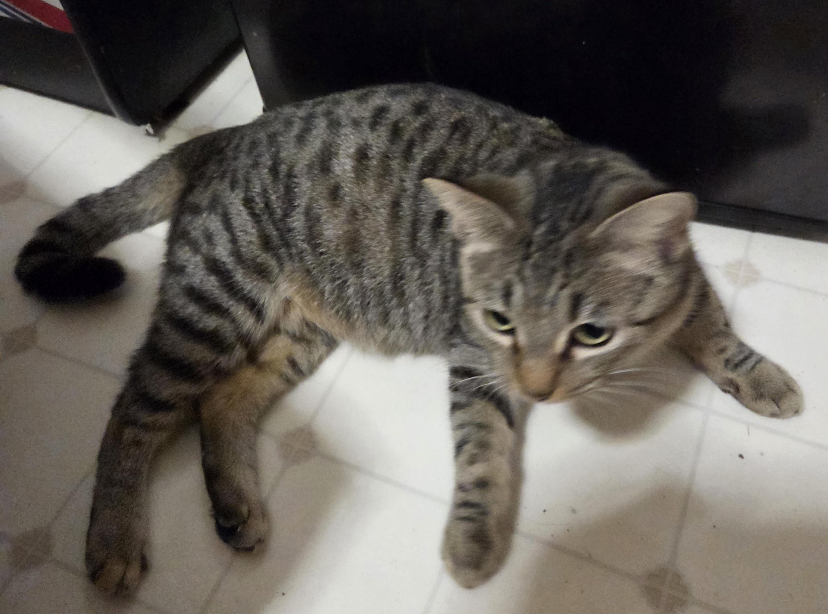 Holiday, a Adoptable Domestic Short Hair in Fort Collins, CO image 4/6