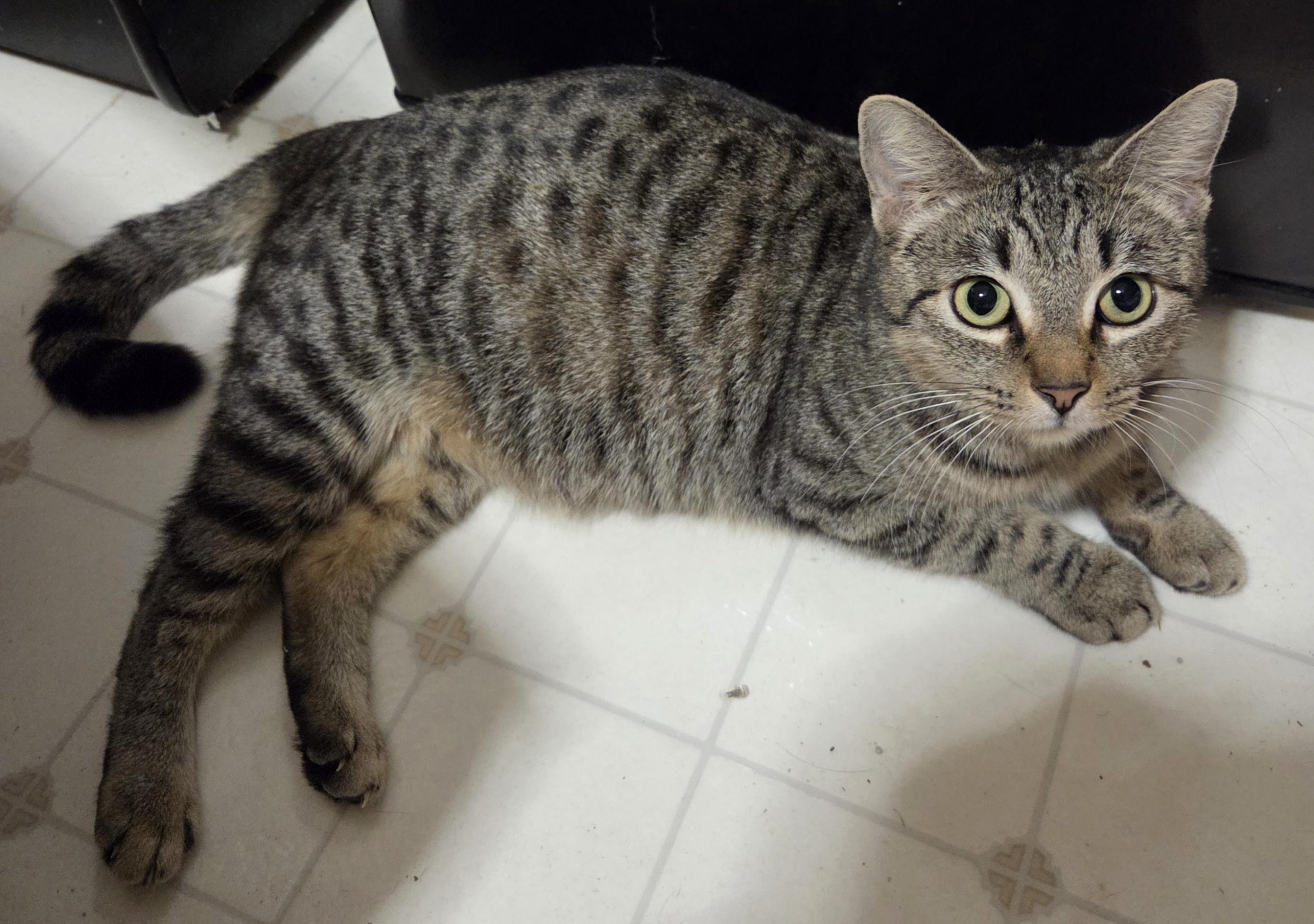 Holiday, a Adoptable Domestic Short Hair in Fort Collins, CO image 5/6