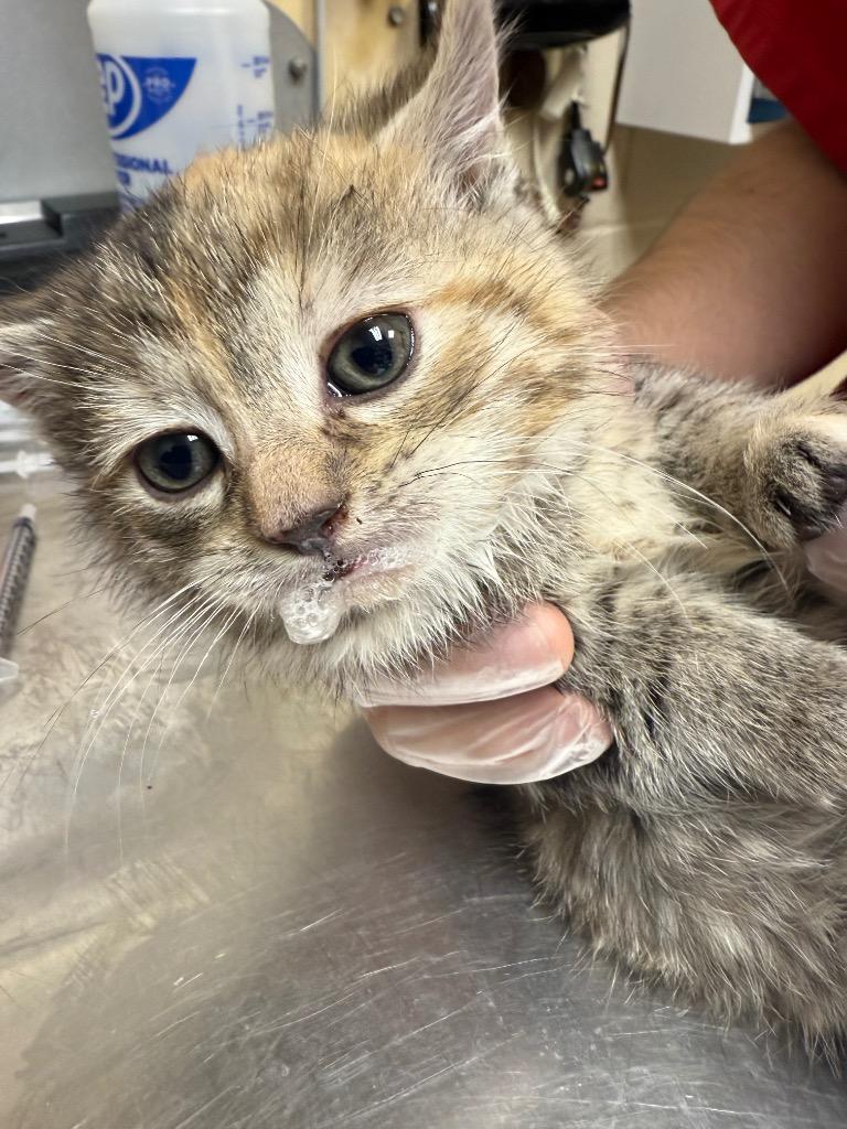 APPLE PIE, Adoptable, Kitten Female Domestic Short Hair.