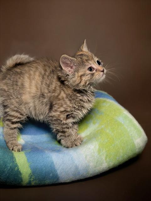 Enlarge APPLE PIE, a Adoptable mixed breed in Wintersville, OH image 2/2