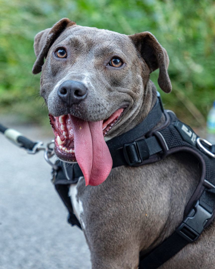 Dorothee, Adopted, Adult Female Terrier.