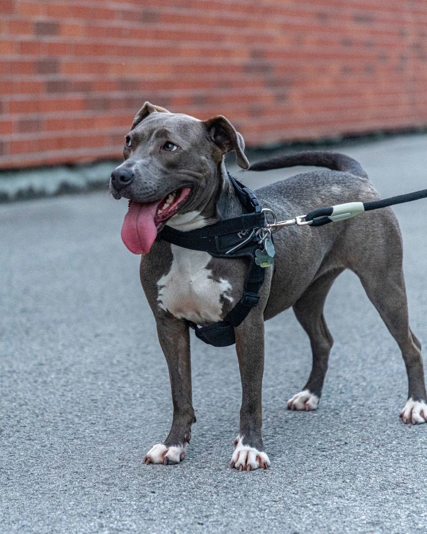 Dorothee, a Adopted Terrier in laval, QC image 2/6