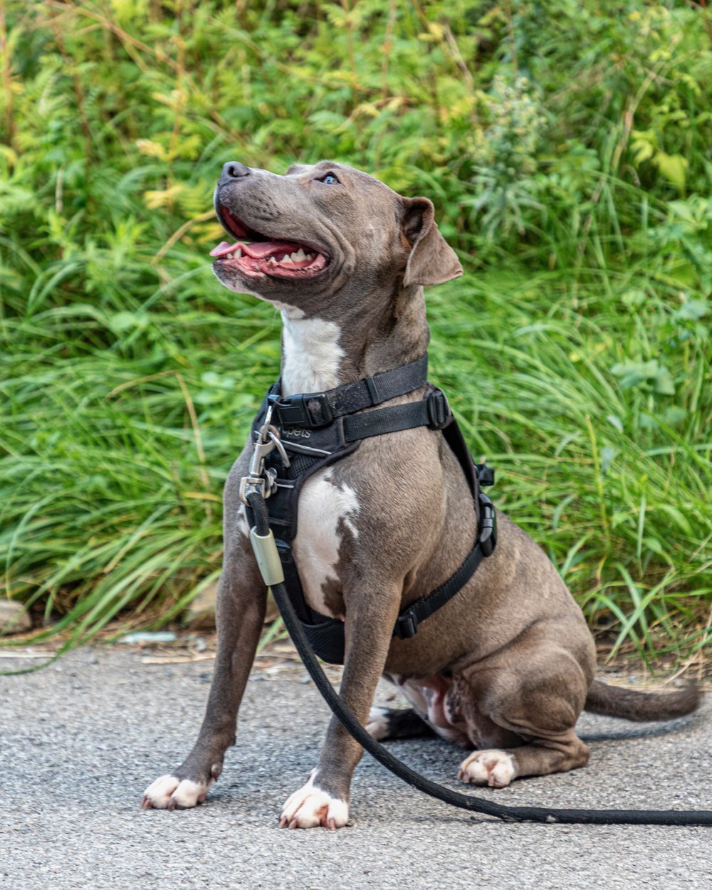 Dorothee, a Adopted Terrier in laval, QC image 3/6