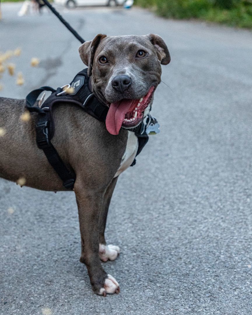 Dorothee, a Adopted Terrier in laval, QC image 4/6