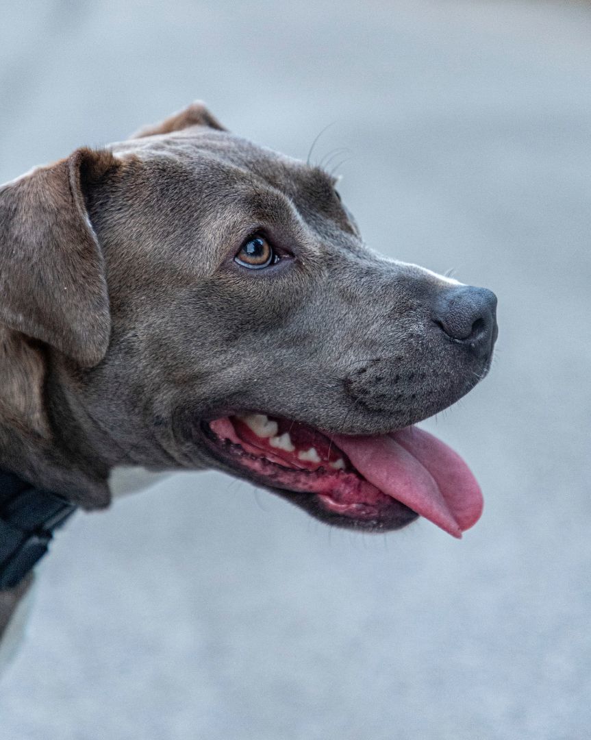 Dorothee, a Adopted Terrier in laval, QC image 5/6
