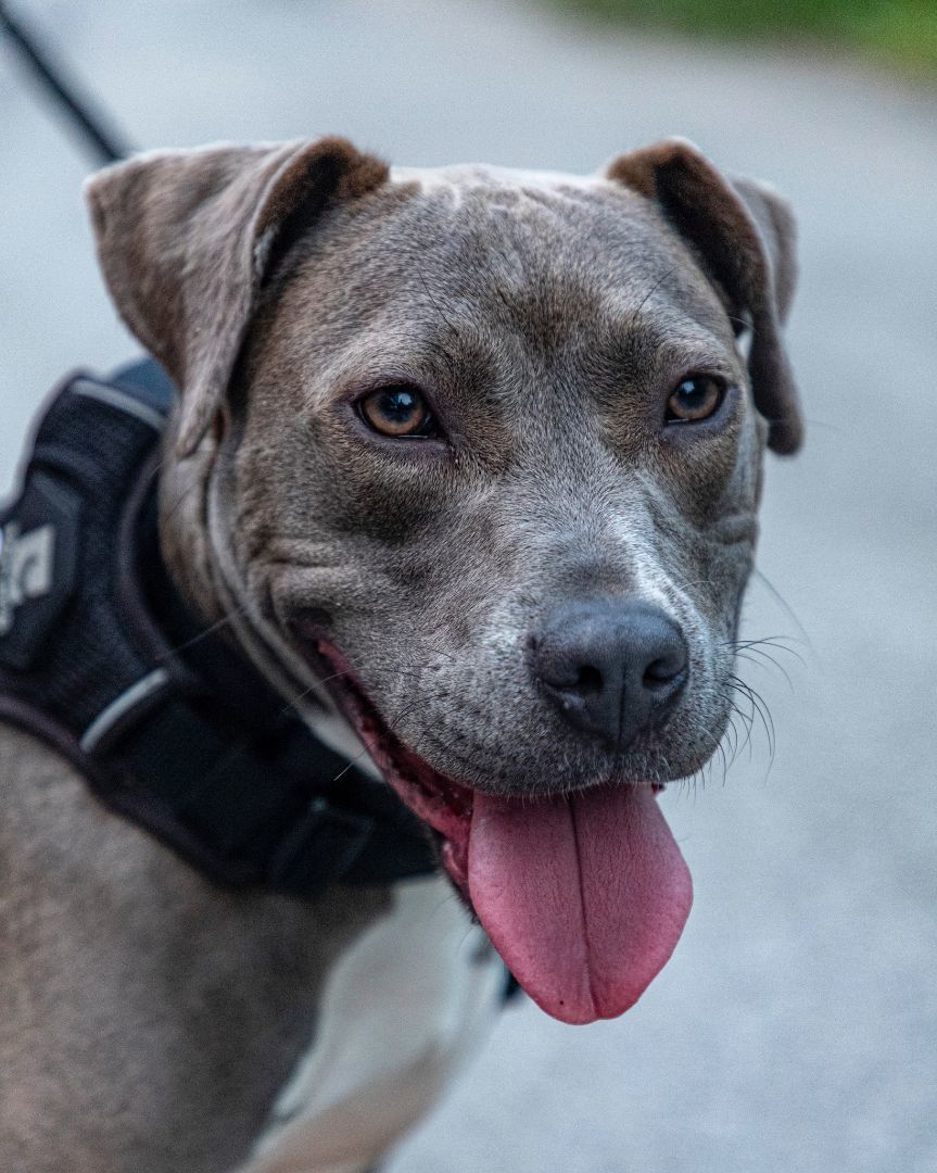 Dorothee, a Adopted Terrier in laval, QC image 6/6