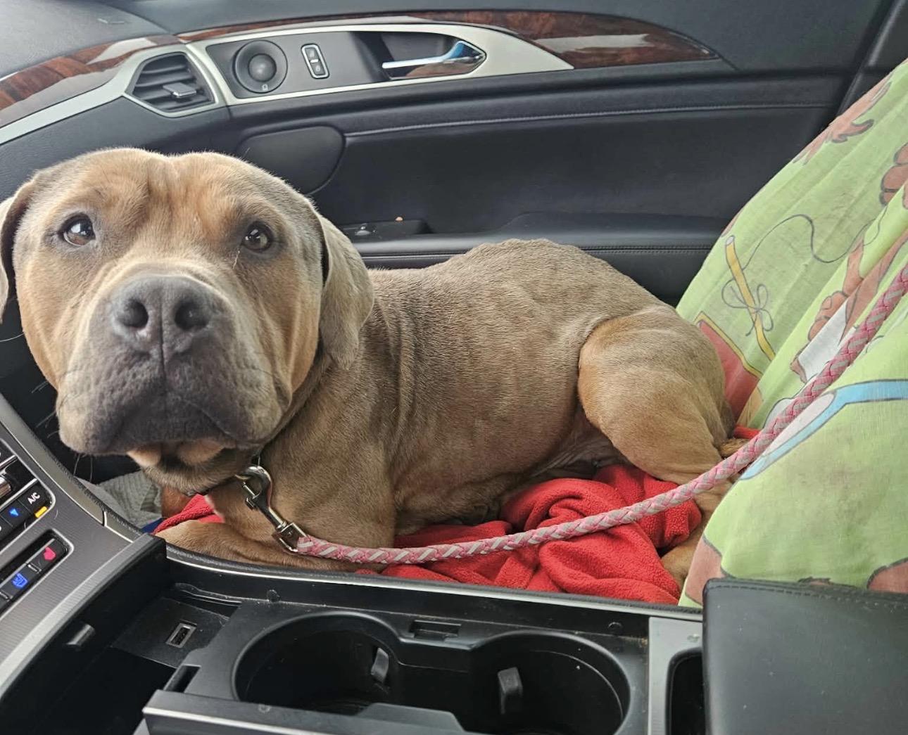 Pedro, adopted, Adult Male Bulldog.