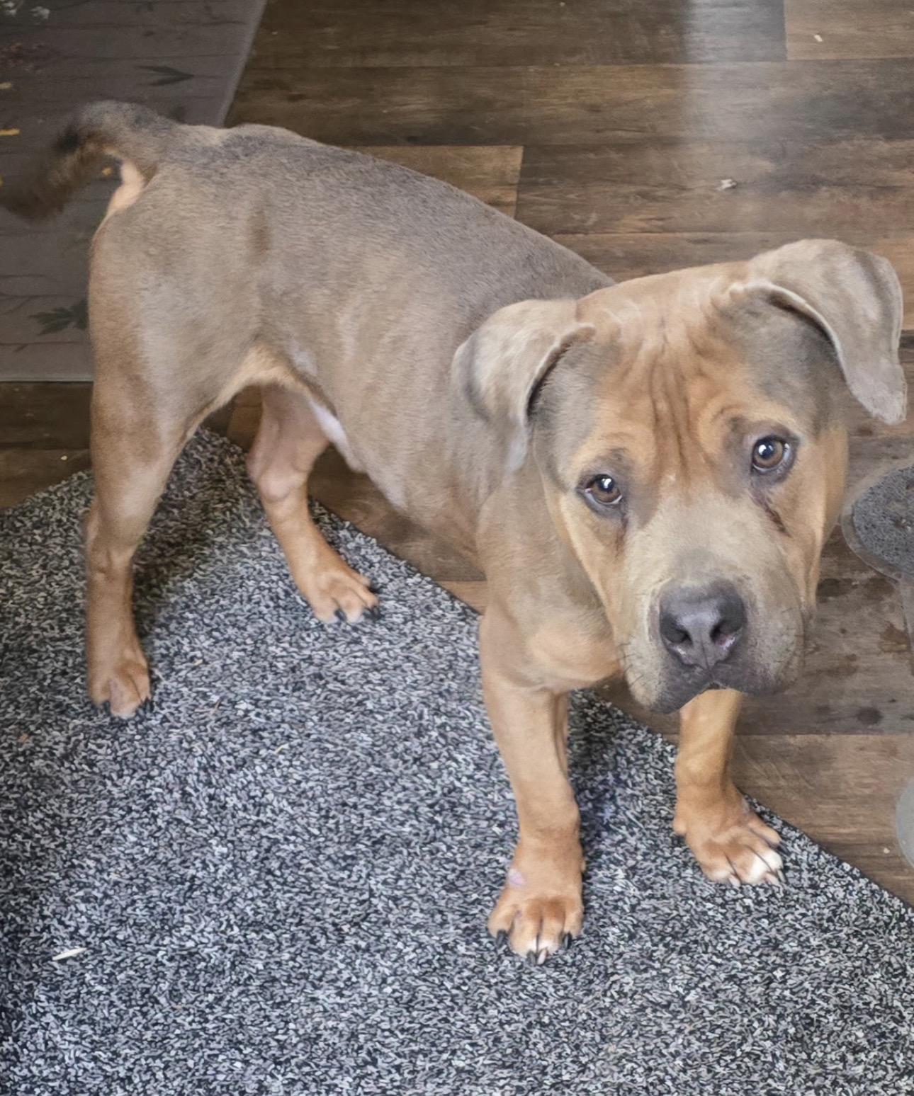 Enlarge Pedro, an adopted mixed breed in Fort Collins, CO image 2/3