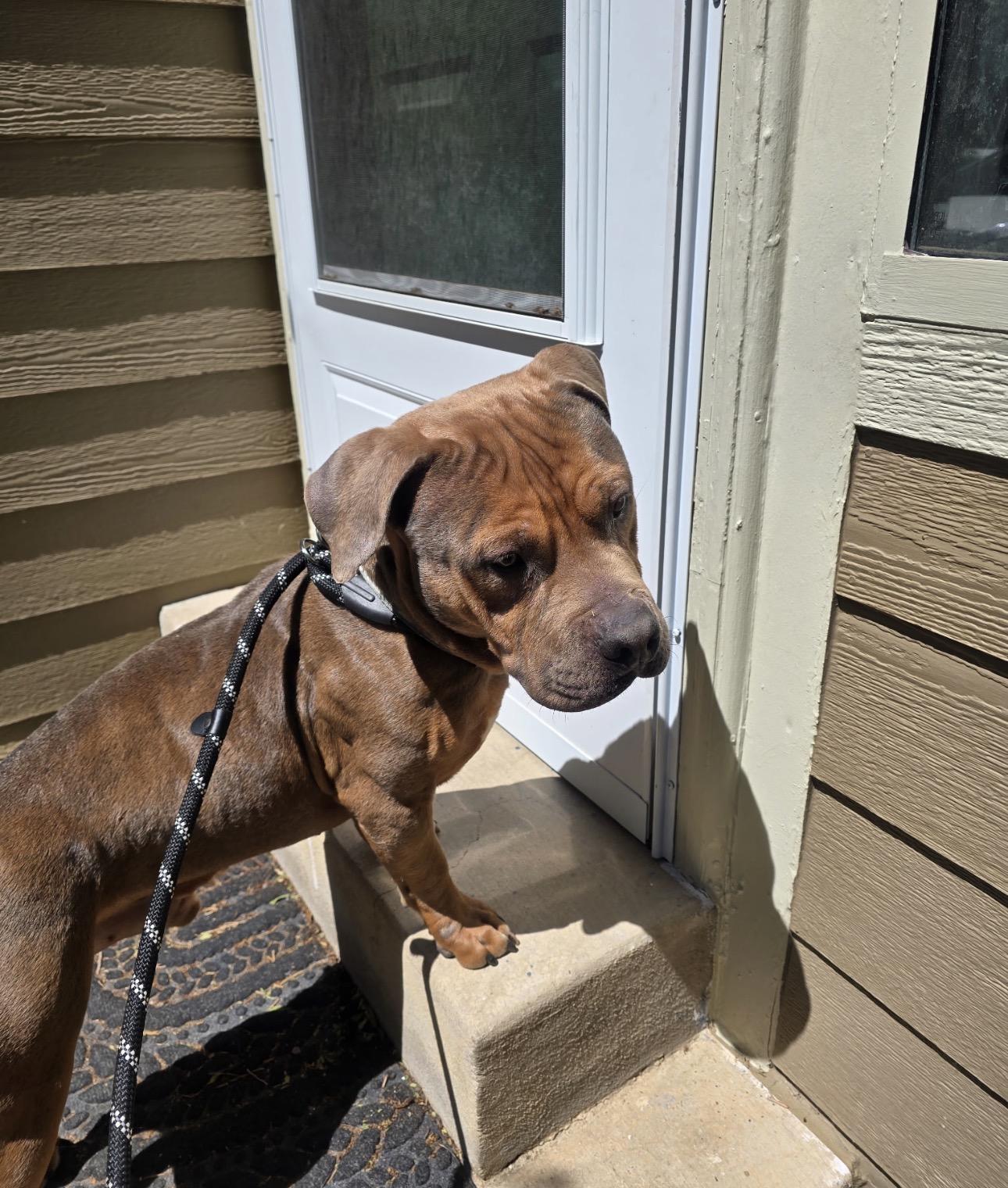 Enlarge Pedro, an adopted mixed breed in Fort Collins, CO image 3/3