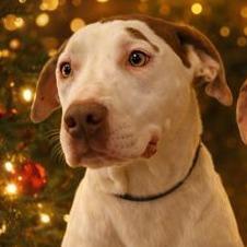 Biscotti, Adoptable, Young Female Coonhound.