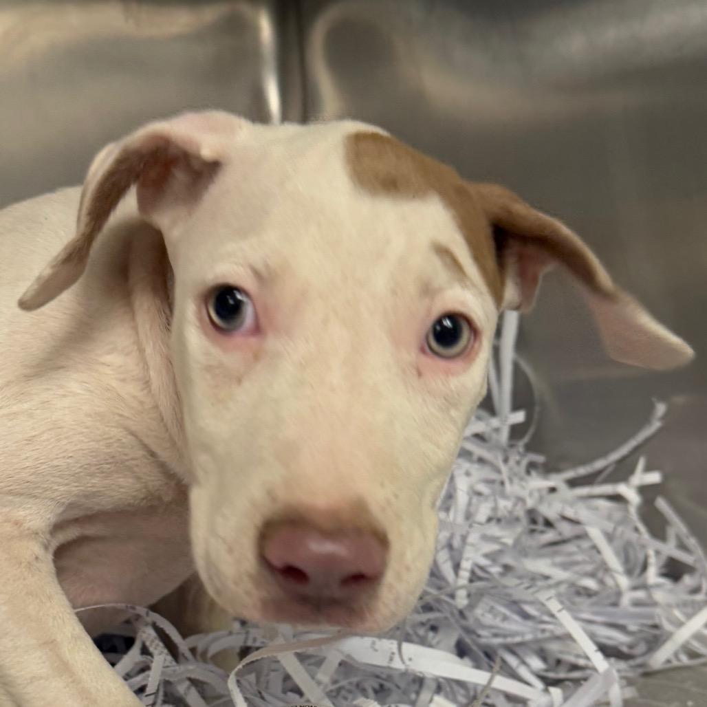 Enlarge Biscotti, a Adoptable Coonhound in Jacksonville, AR image 1/1