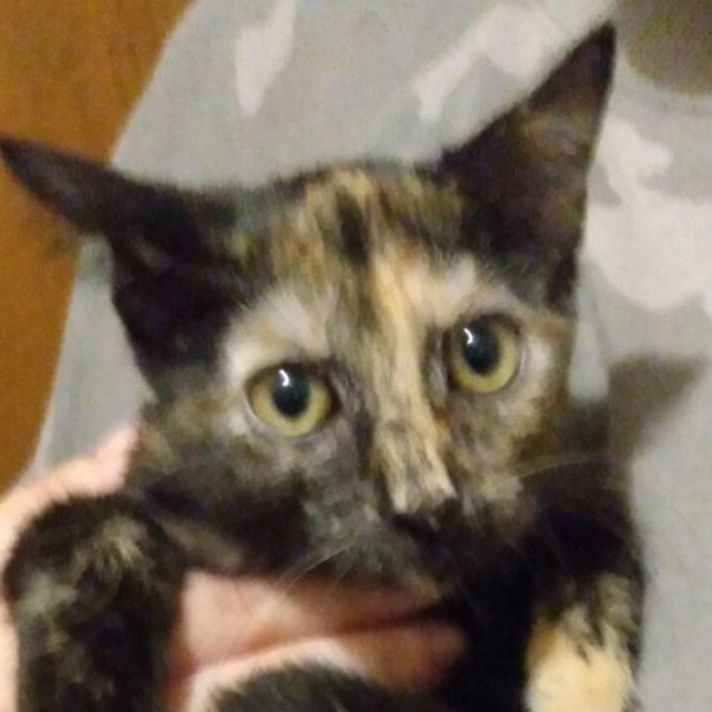 Yasmine - gorgeous torti, Adoptable, Adult Female Domestic Short Hair.