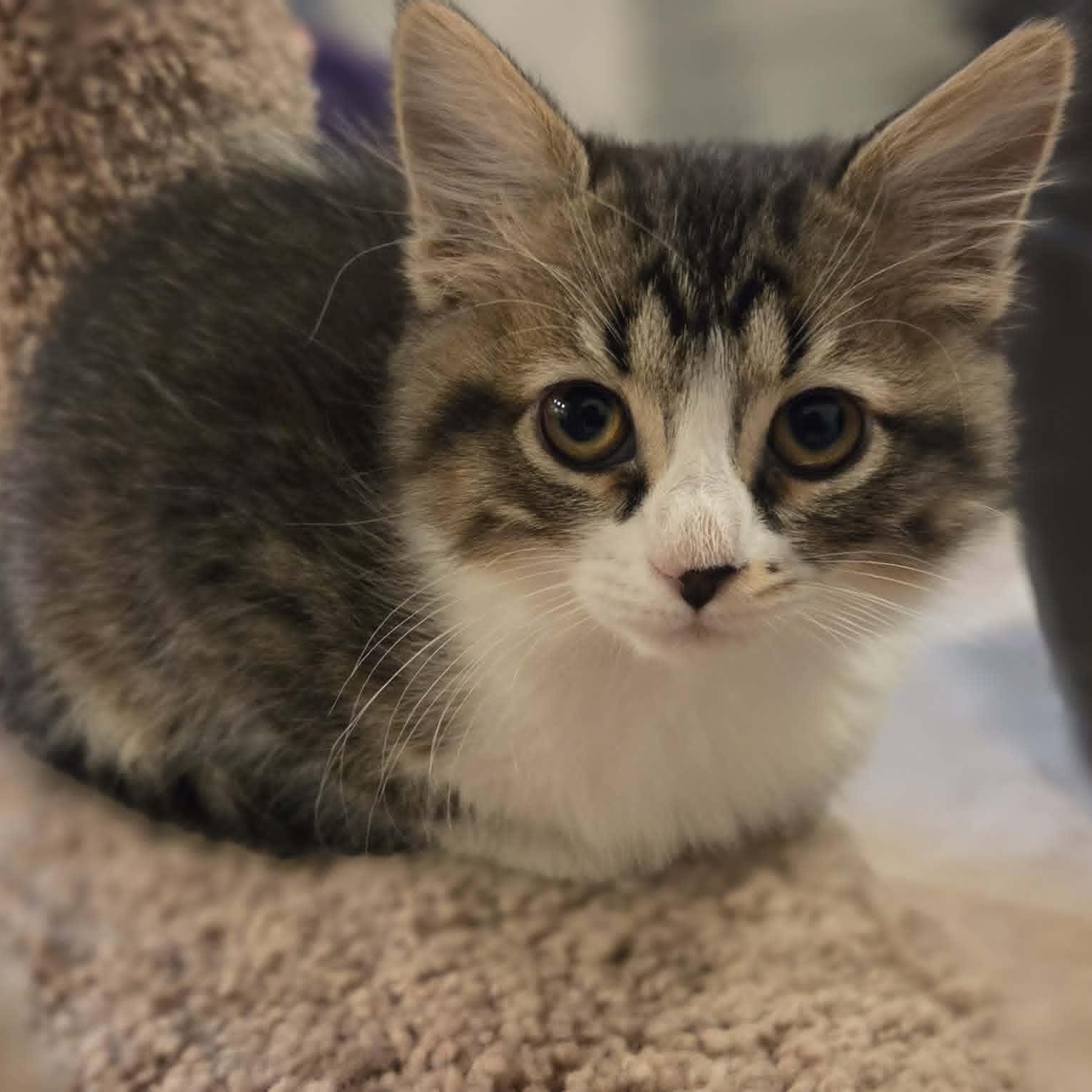 PENNY, ADOPTABLE, Kitten Female Domestic Medium Hair.