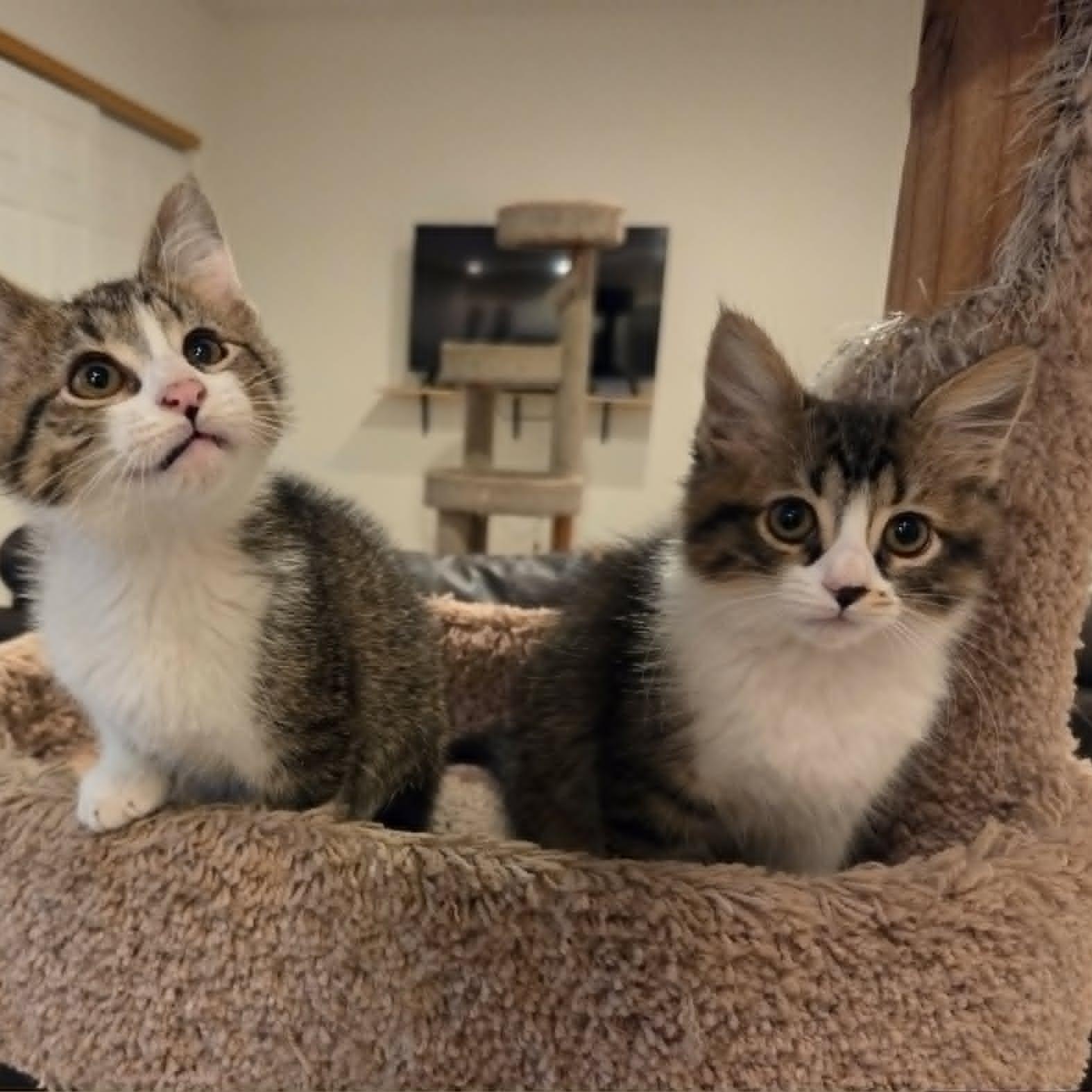 Enlarge PENNY, a ADOPTABLE Domestic Medium Hair in Loveland, CO image 3/6