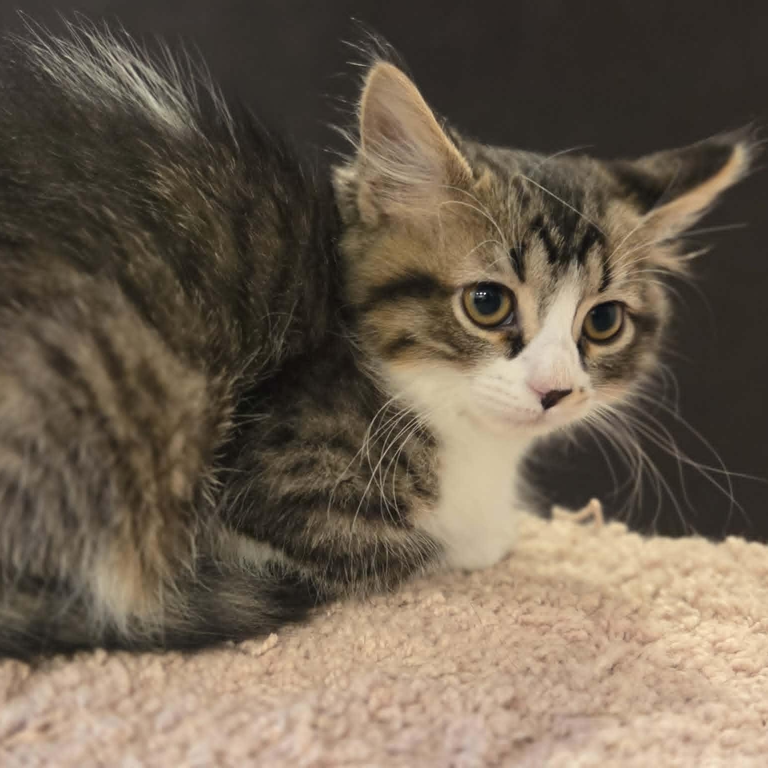 Enlarge PENNY, a ADOPTABLE Domestic Medium Hair in Loveland, CO image 5/6
