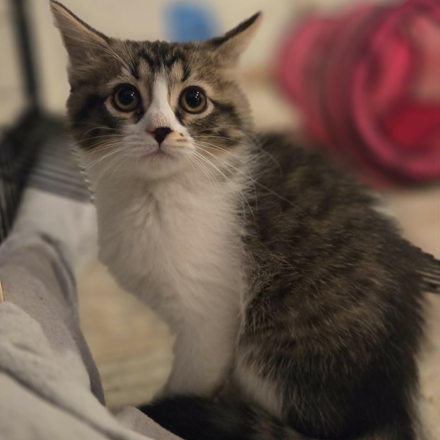Enlarge PENNY, a ADOPTABLE Domestic Medium Hair in Loveland, CO image 2/6