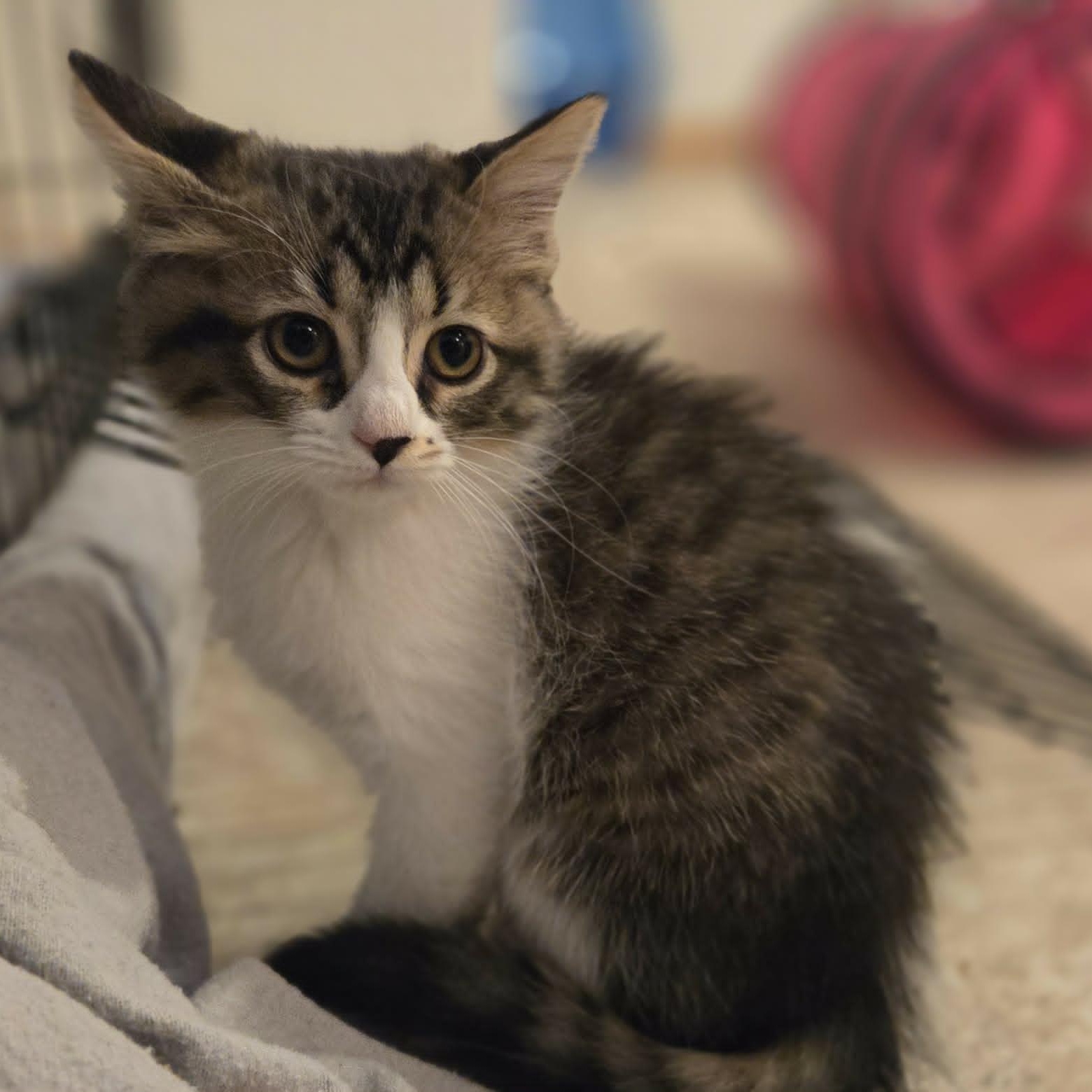 Enlarge PENNY, a ADOPTABLE Domestic Medium Hair in Loveland, CO image 6/6
