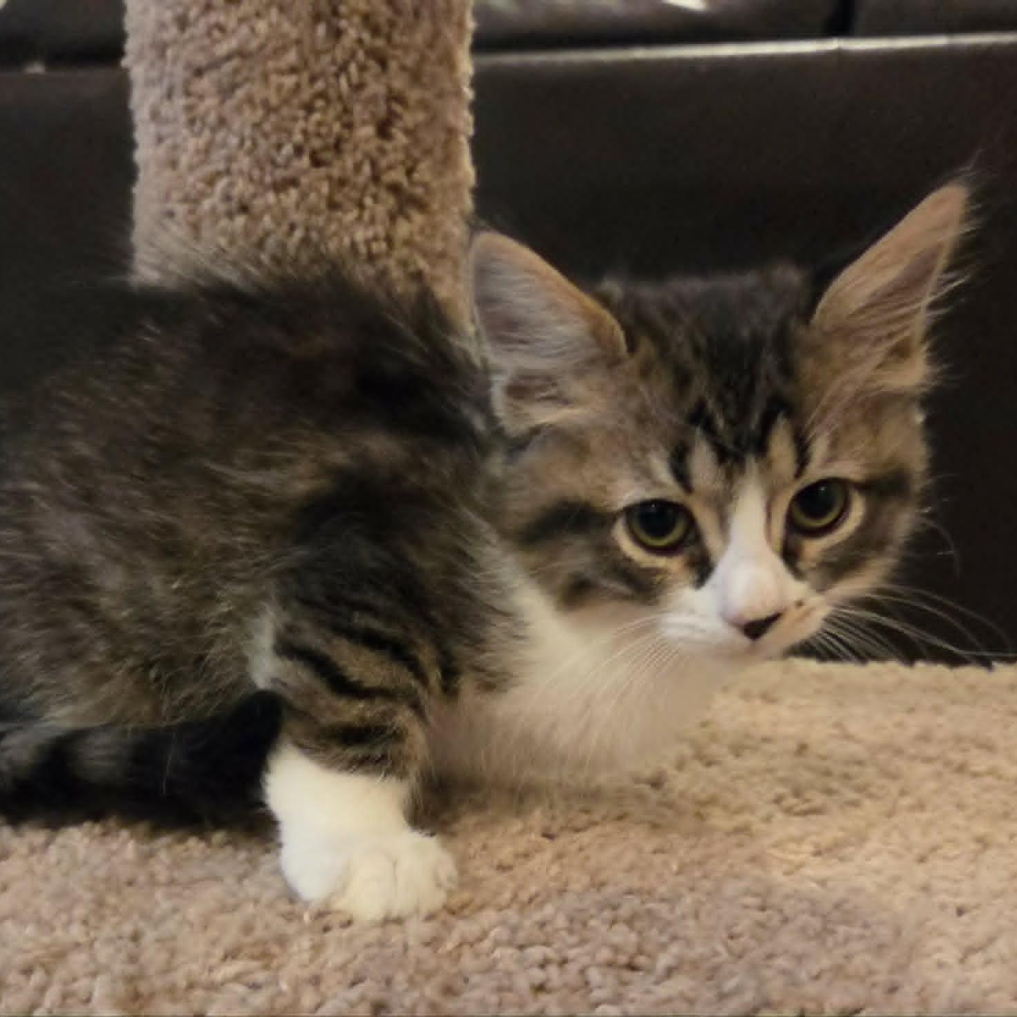Enlarge PENNY, a ADOPTABLE Domestic Medium Hair in Loveland, CO image 4/6