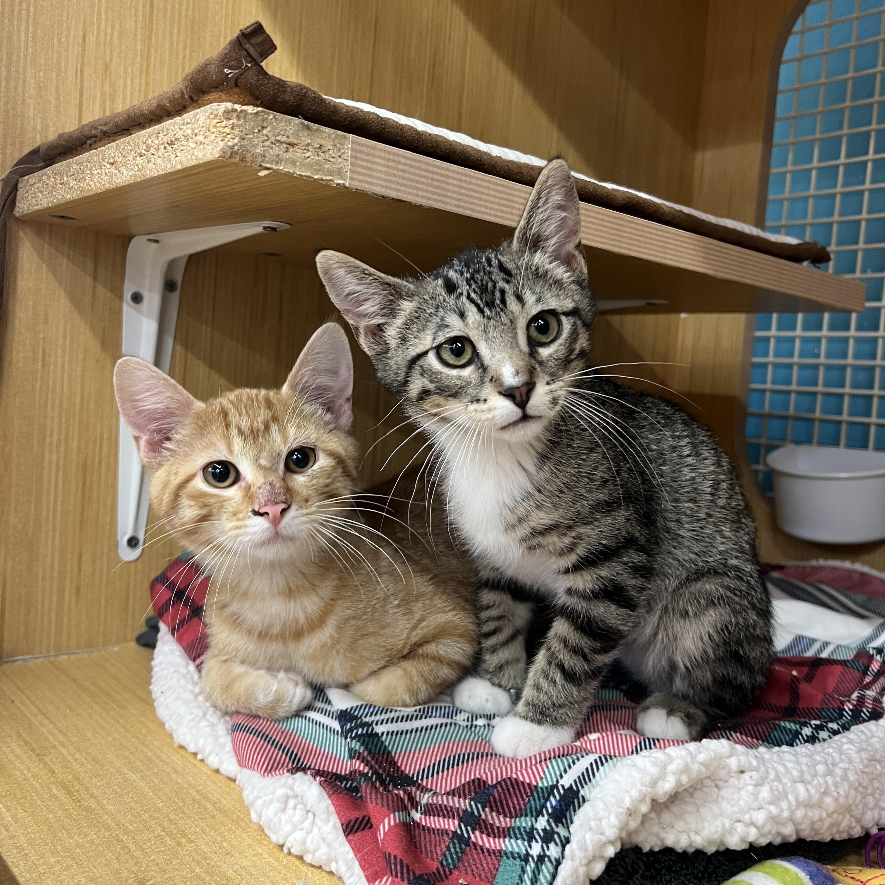 Chance & Hjalmar, ADOPTABLE, Kitten Male Domestic Short Hair.