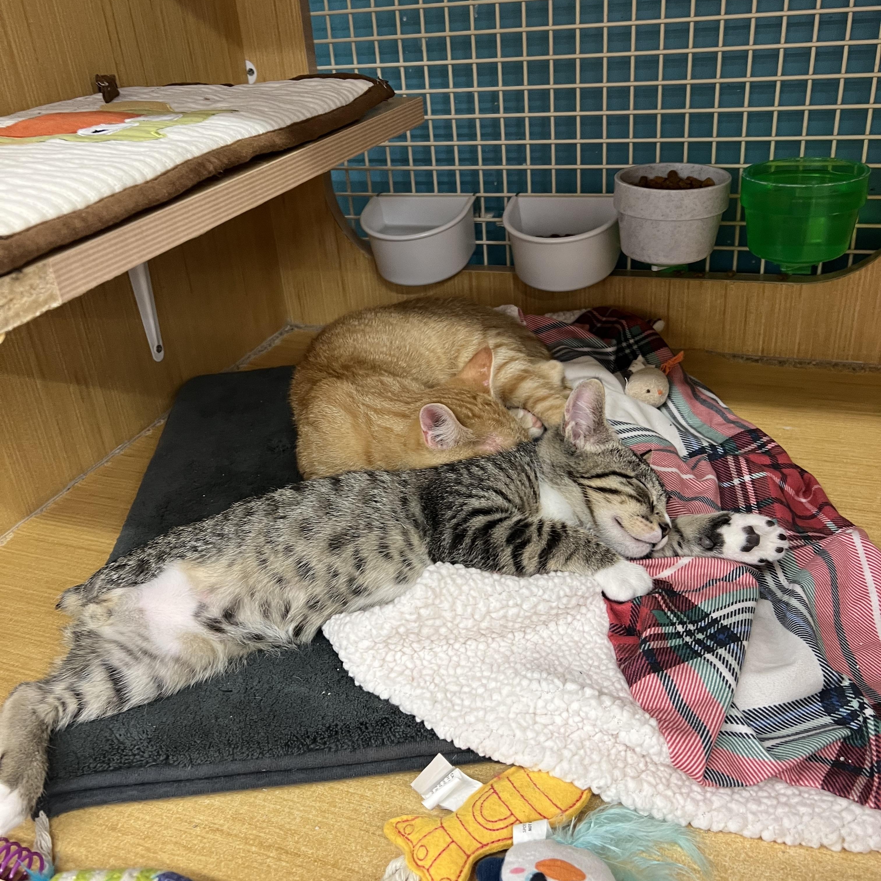 Chance & Hjalmar, a ADOPTABLE Domestic Short Hair in Manhattan, KS image 2/2