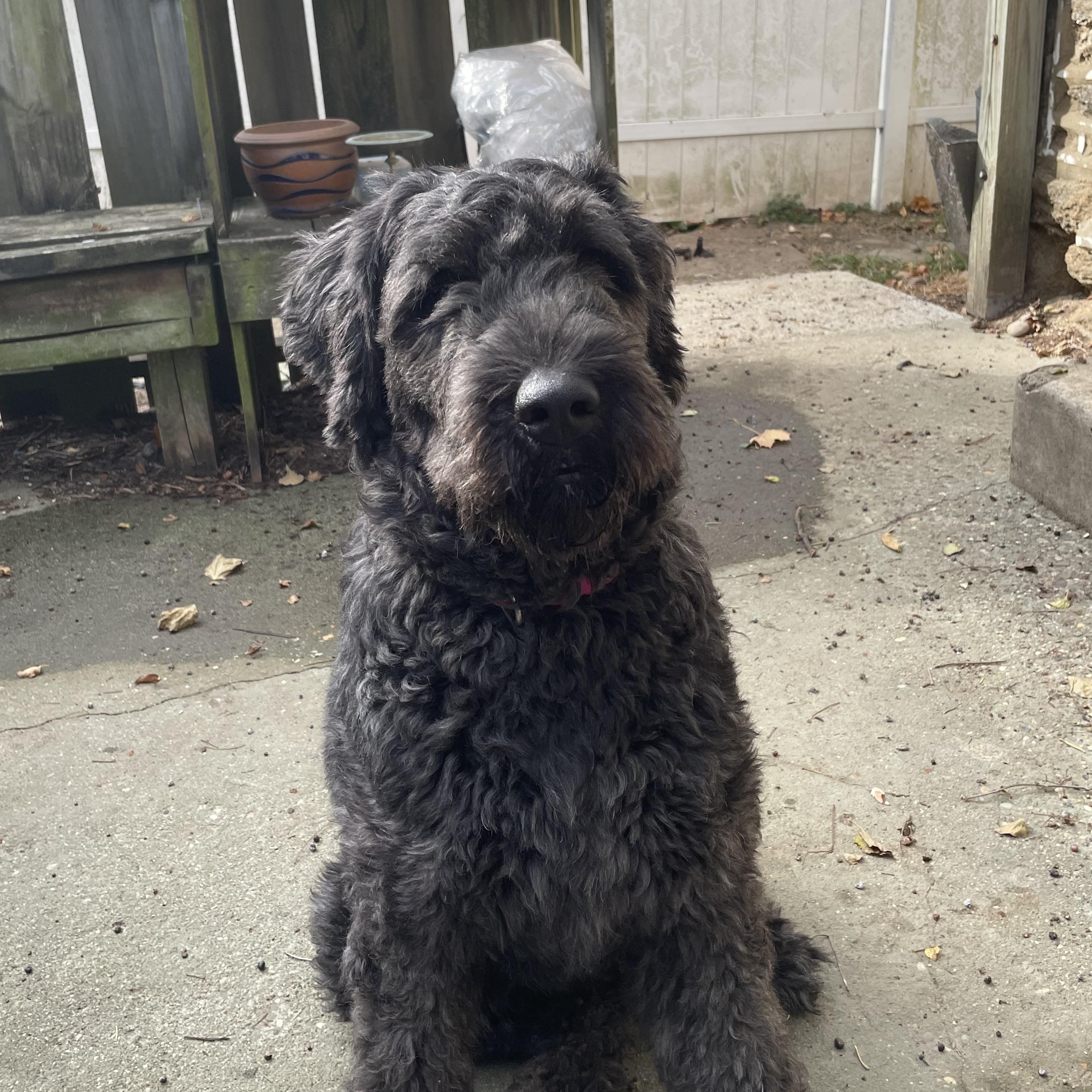 Bobalouie, ADOPTABLE, Adult Female Bouvier des Flandres.