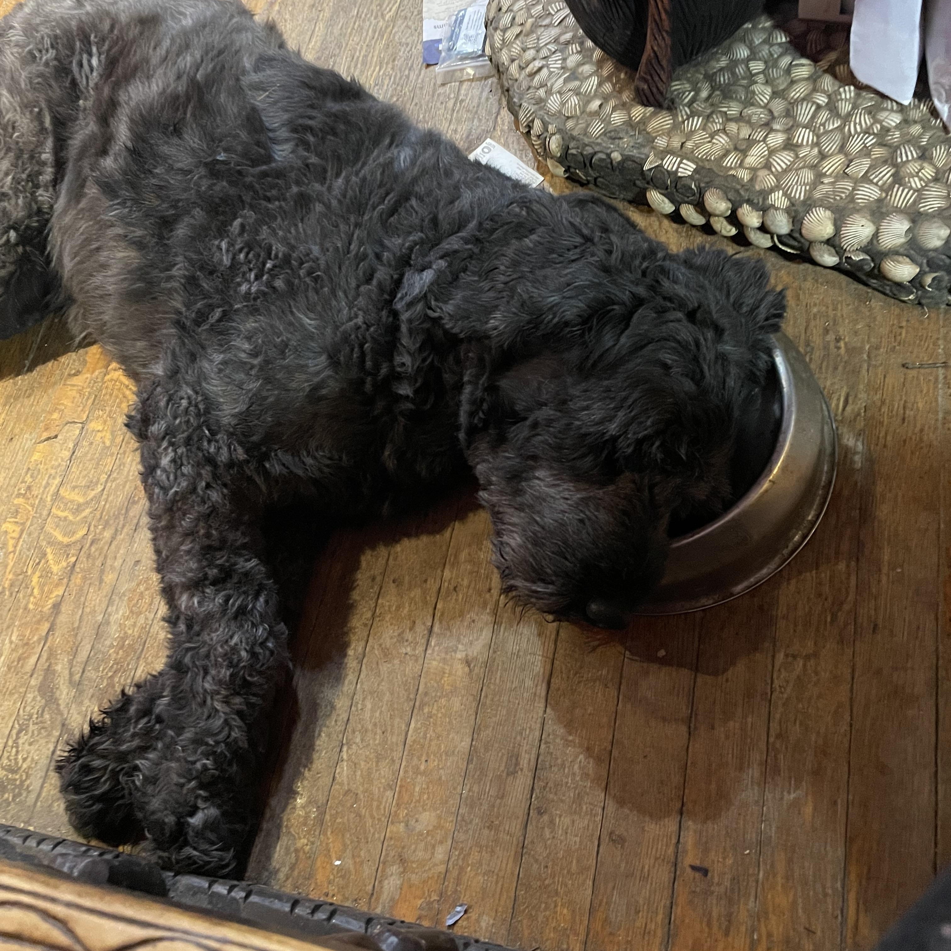 Enlarge Bobalouie, a ADOPTABLE Bouvier des Flandres in Hellertown, PA image 2/2