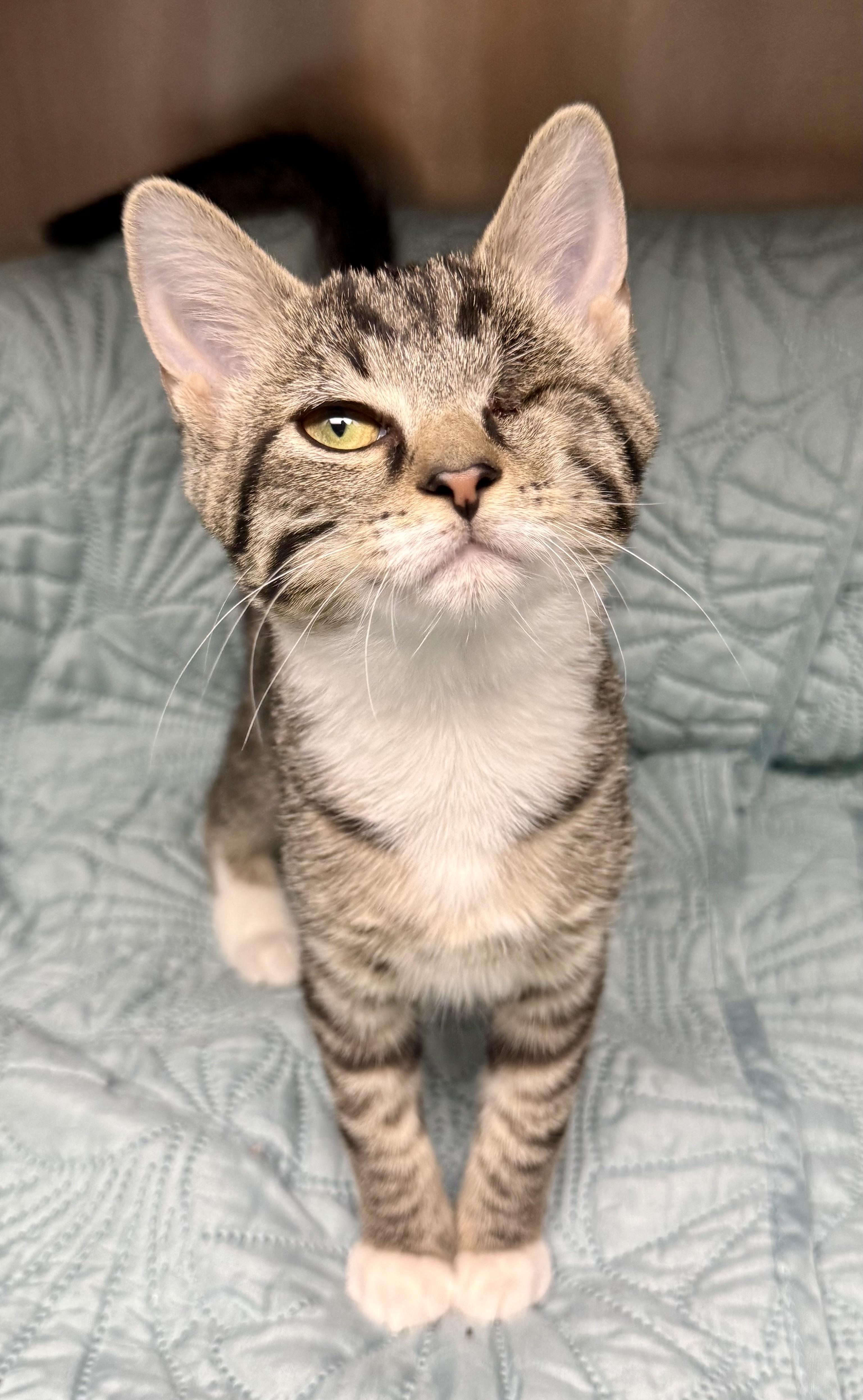 Grace, Adopted, Kitten Female Domestic Short Hair.