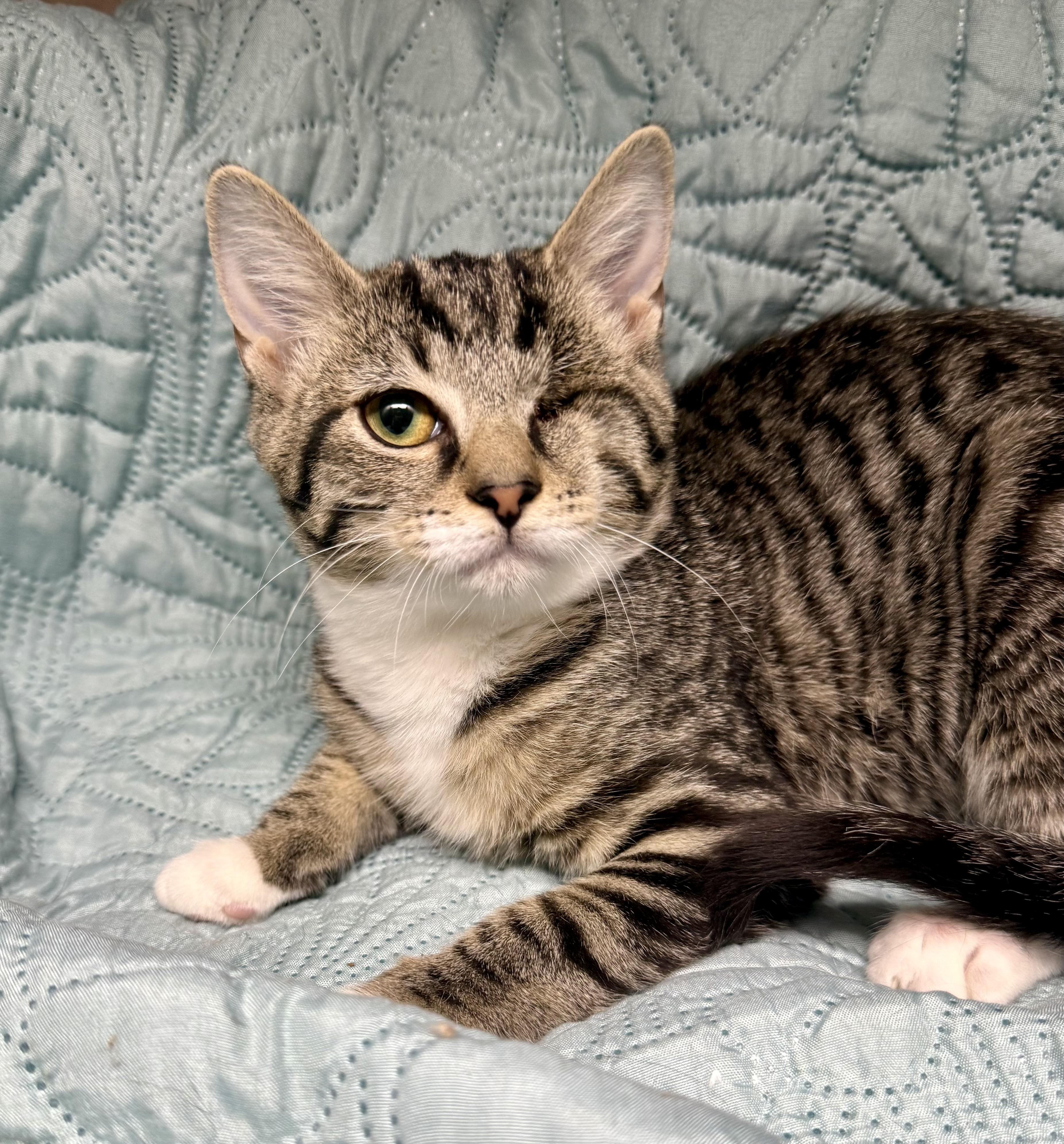 Enlarge Grace, a Adopted Domestic Short Hair in Frewsburg, NY image 2/3