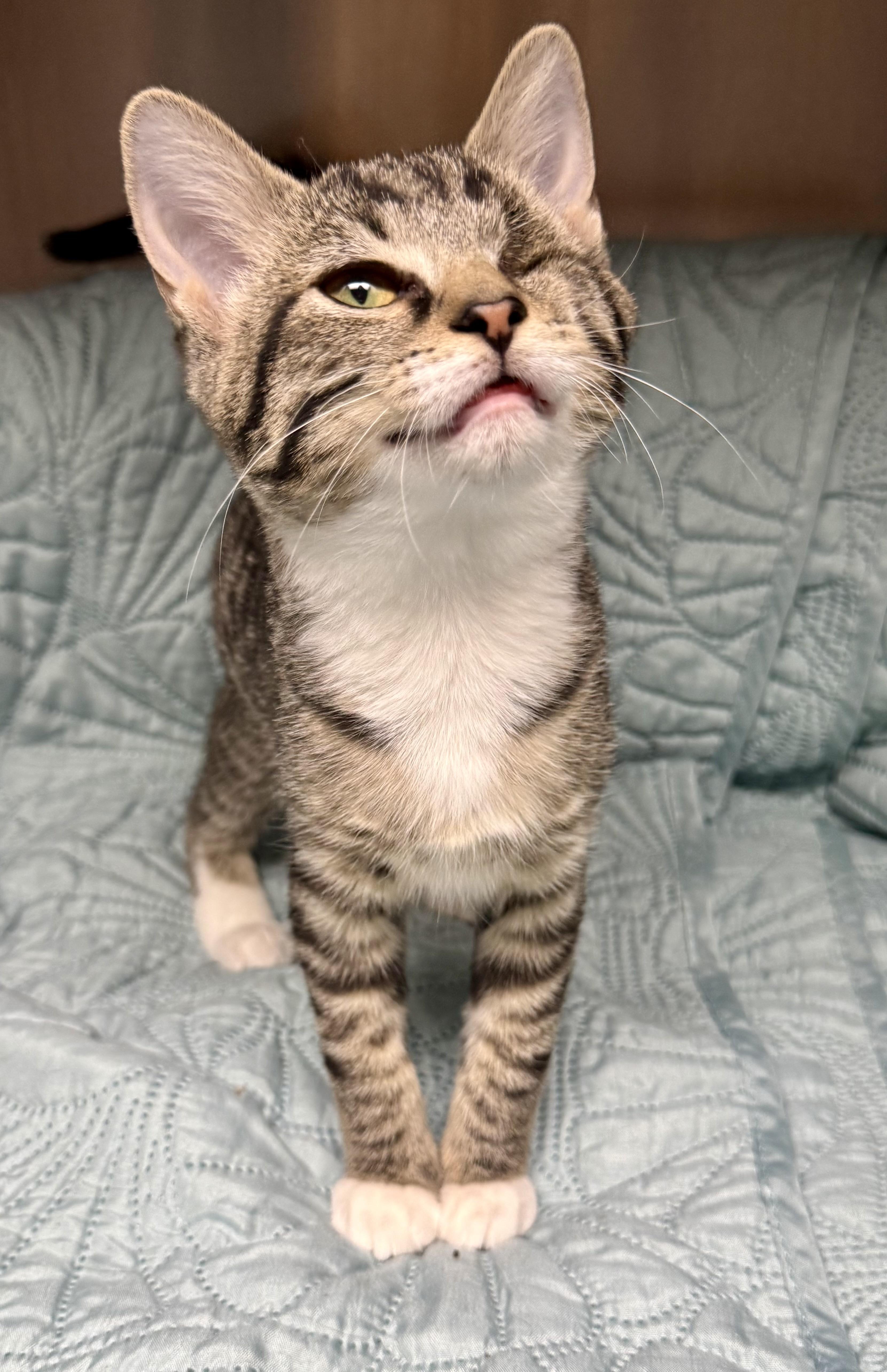 Enlarge Grace, a Adopted Domestic Short Hair in Frewsburg, NY image 3/3