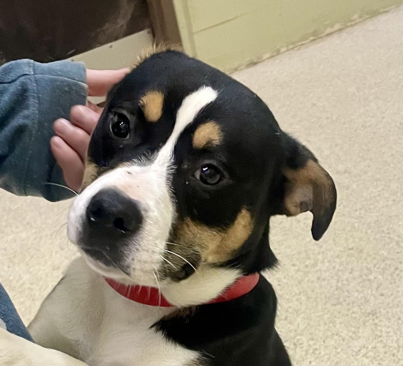 Gentry — thumbnail 2