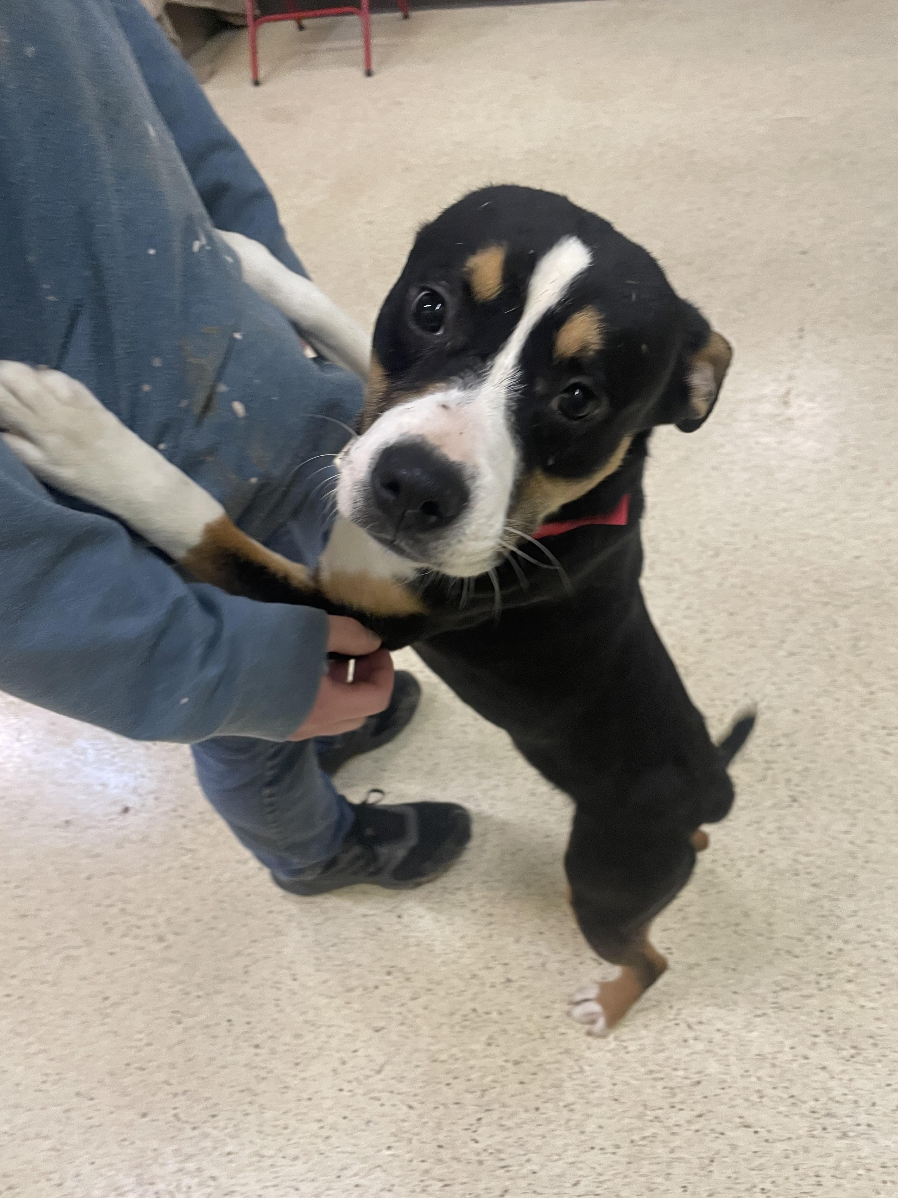 Gentry — thumbnail 3