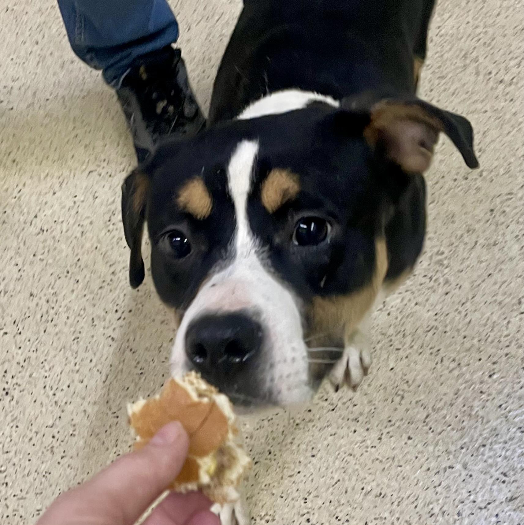 Gentry — thumbnail 4