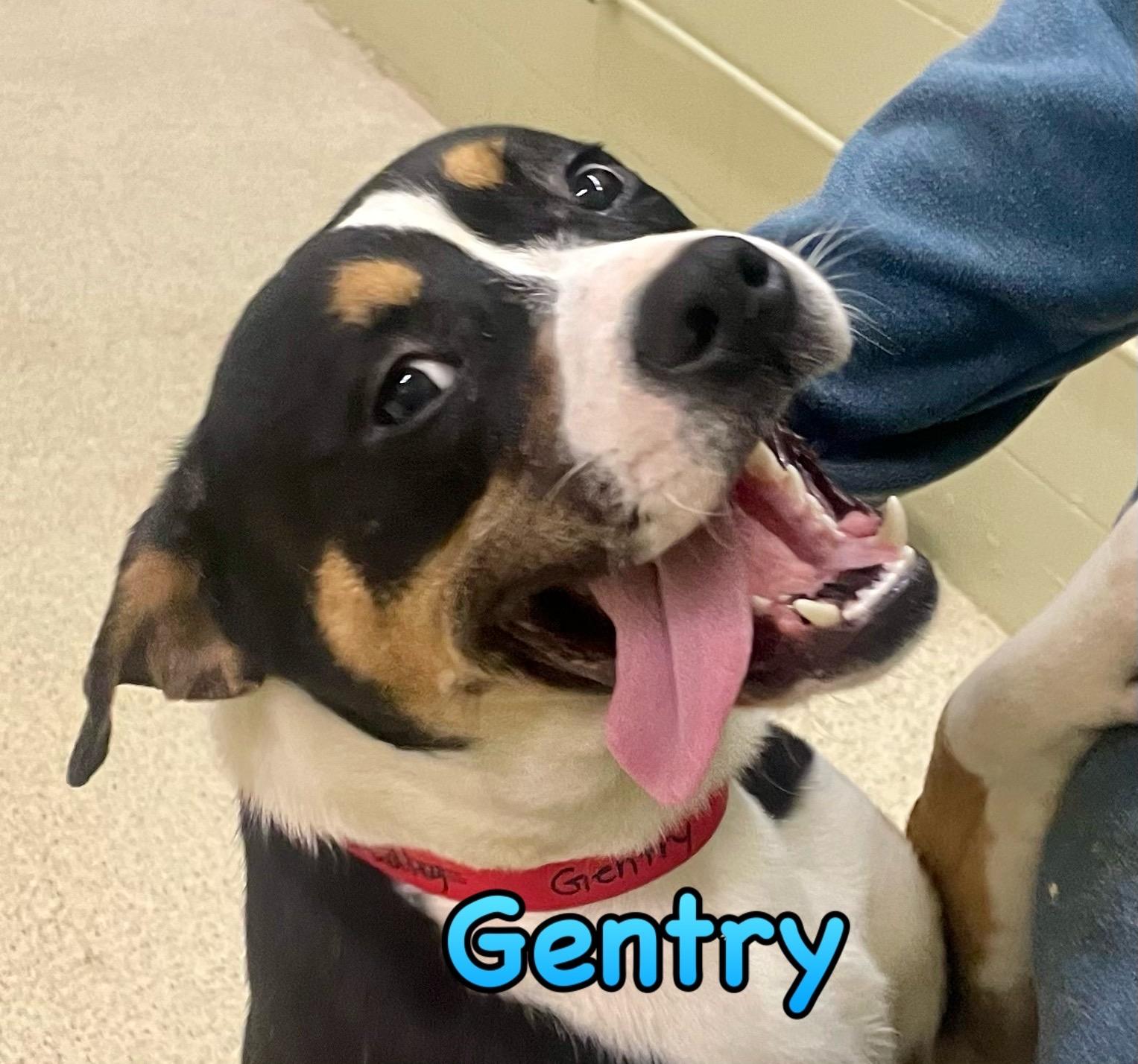 Gentry — thumbnail 5